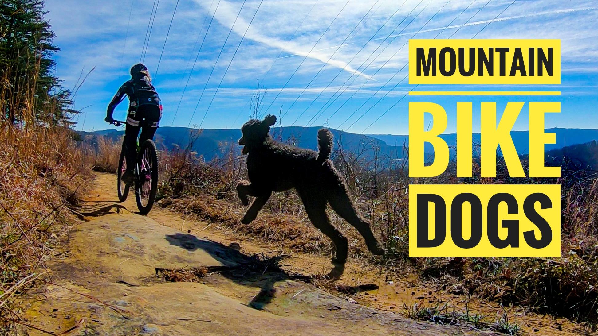 Alt text: A mountain biker rides on a dirt trail surrounded by tall grass, while a dog runs alongside them. The background features rolling hills under a blue sky with wispy clouds. Bold text reads "MOUNTAIN BIKE DOGS." Raccoon Mountain Trail Network mountain bike trail.