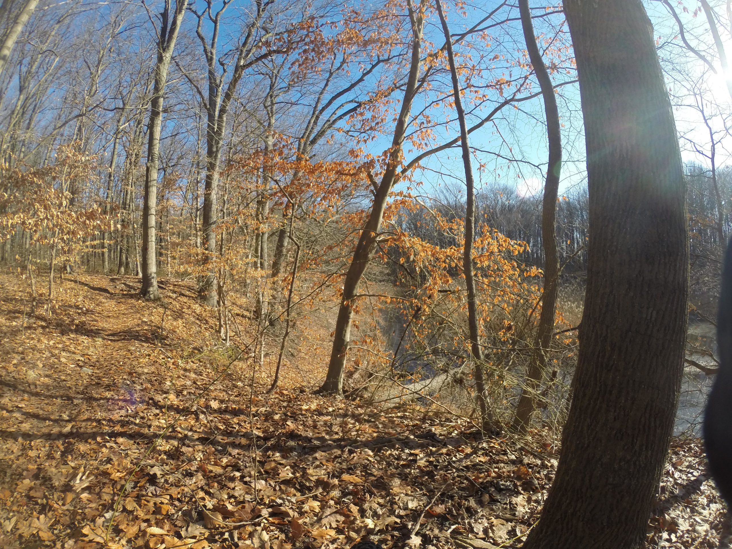 A serene forest scene featuring tall, bare trees and autumn foliage with orange leaves. The ground is covered in a layer of fallen leaves, and a glimpse of a winding river can be seen in the background, framed by the trees under a clear blue sky. The sunlight filters through the branches, creating a warm glow. Wolfes Pond park mountain bike trail.