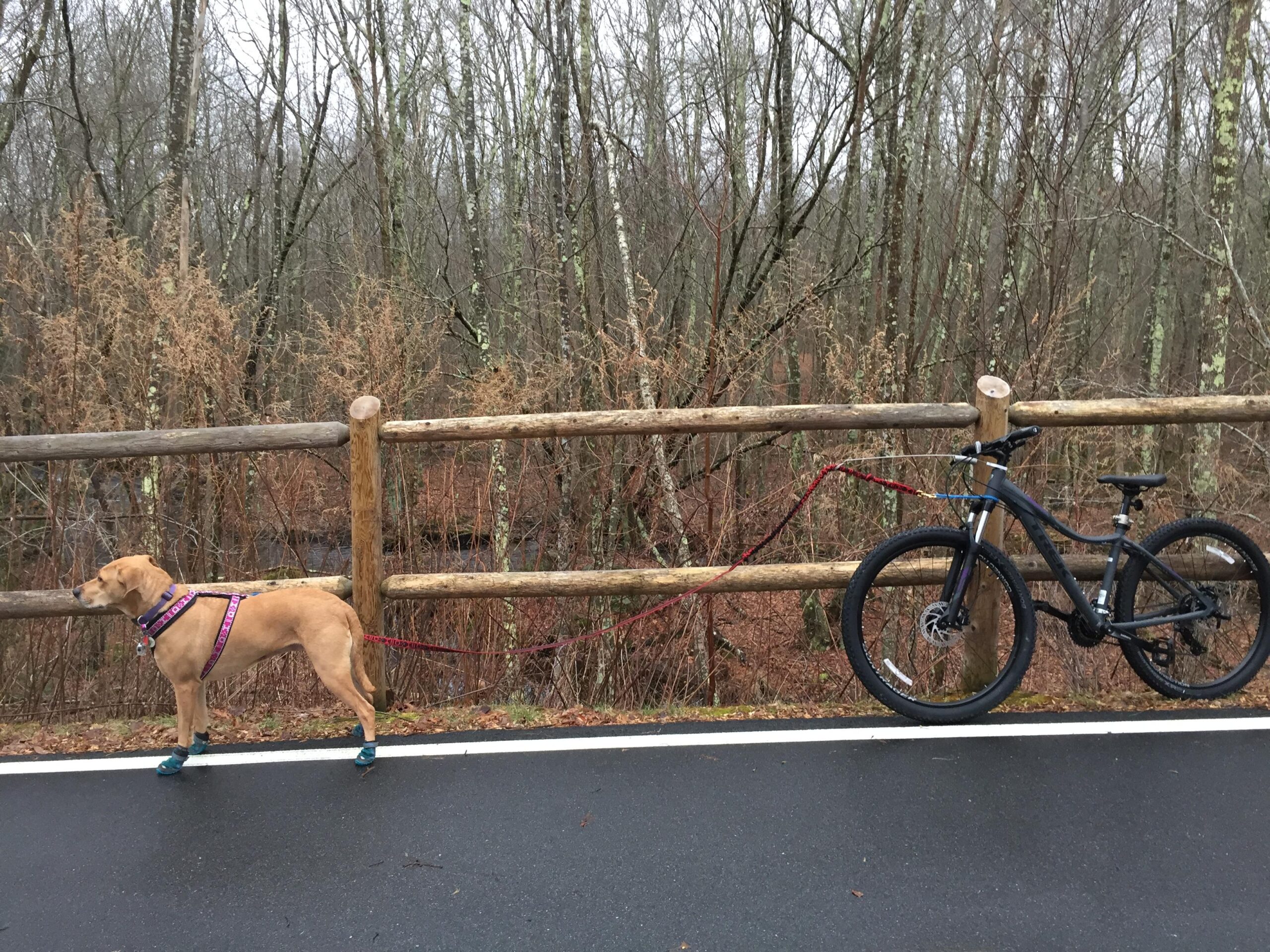 Trek Skye S: A tan dog wearing a purple harness and blue booties stands beside a bike that is secured to a wooden fence along a road. The background features a dense forest with bare trees and brown underbrush, indicating a cool, overcast day.