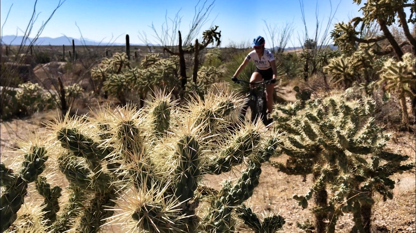A cyclist navigating a trail surrounded by various cacti in a desert landscape, with blue skies and distant mountains in the background. 50-year Trail / Golder Ranch mountain bike trail.