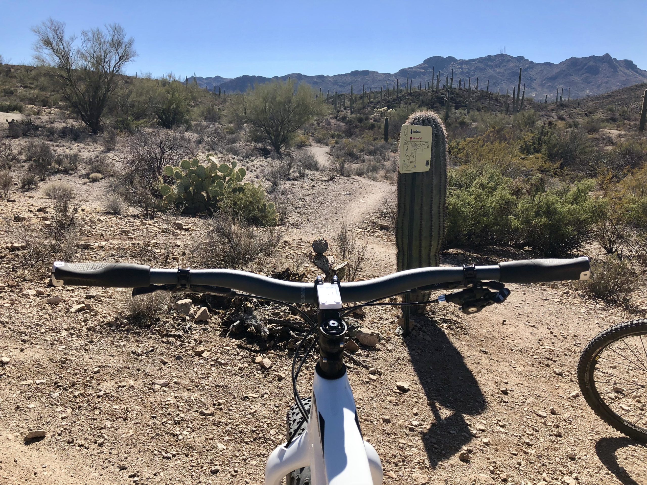 Mountain bike handlebars in the foreground with a desert landscape in the background, featuring various cacti, shrubs, and distant mountains under a clear blue sky. A trail sign can be seen on a tall cactus nearby. Sweetwater Preserve mountain bike trail.