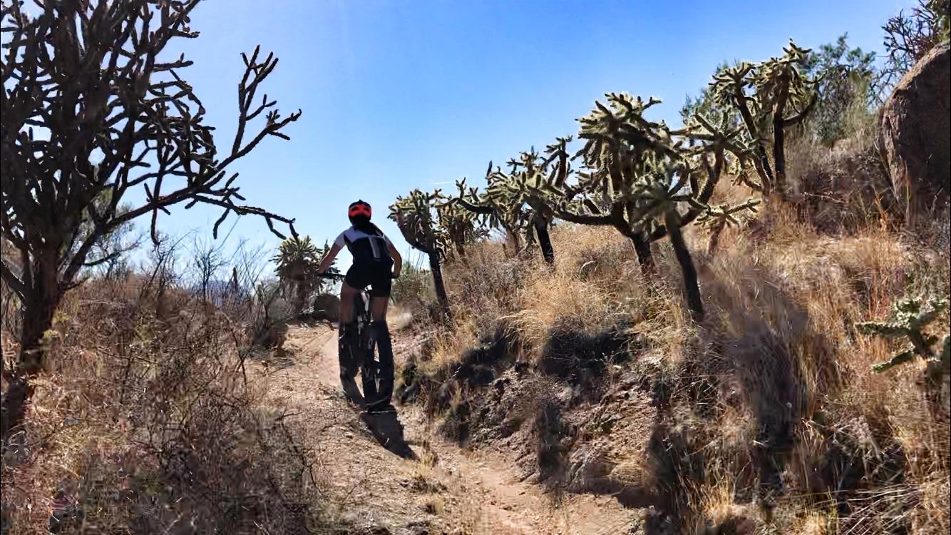A cyclist riding a mountain bike along a narrow dirt trail surrounded by tall cacti and dry grass under a clear blue sky. 50-year Trail / Golder Ranch mountain bike trail.