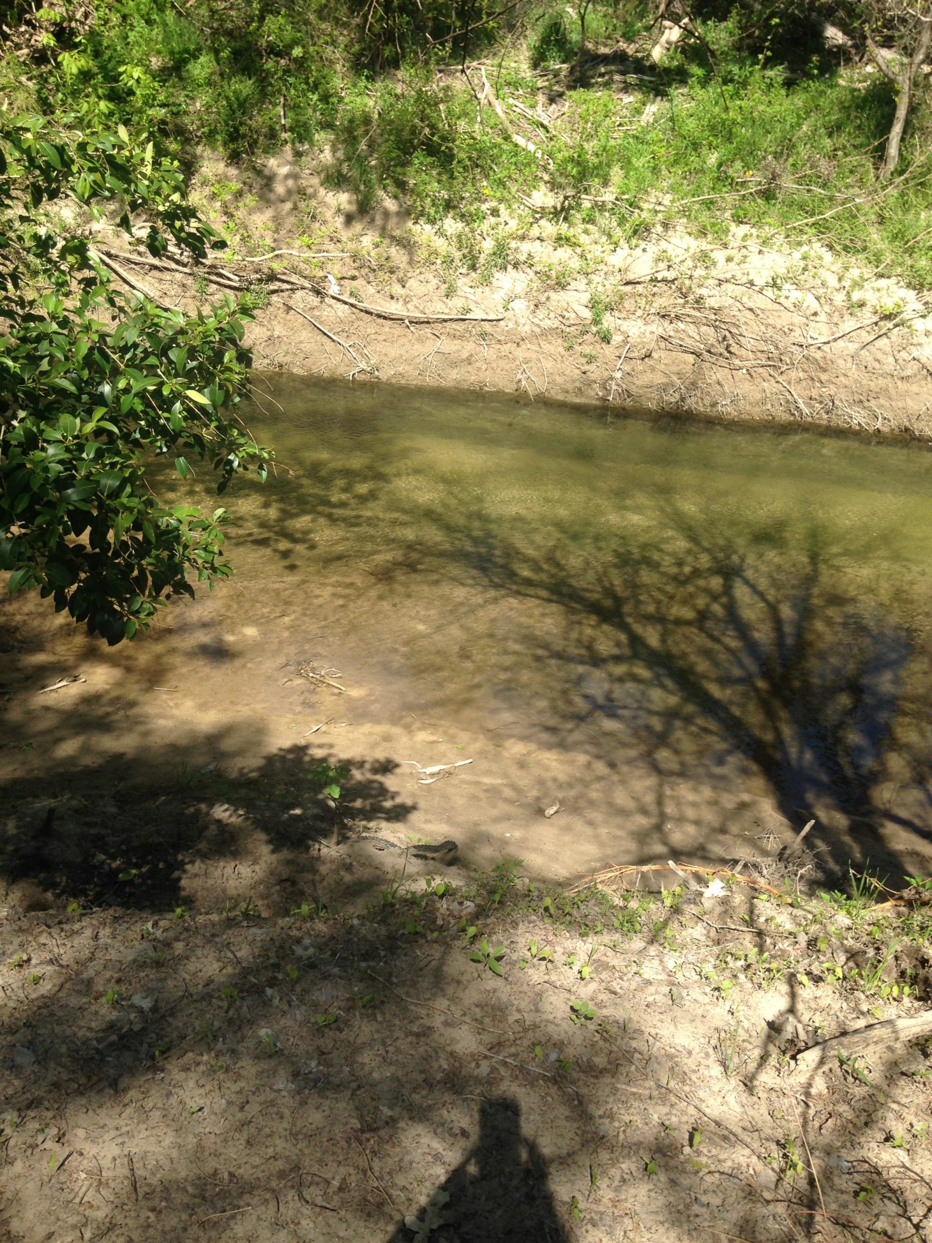 A serene view of a shallow stream surrounded by green vegetation, with sandy banks and shadows from nearby trees reflecting on the water's surface. Hachie MTB Trails Waxahachie mountain bike trail.
