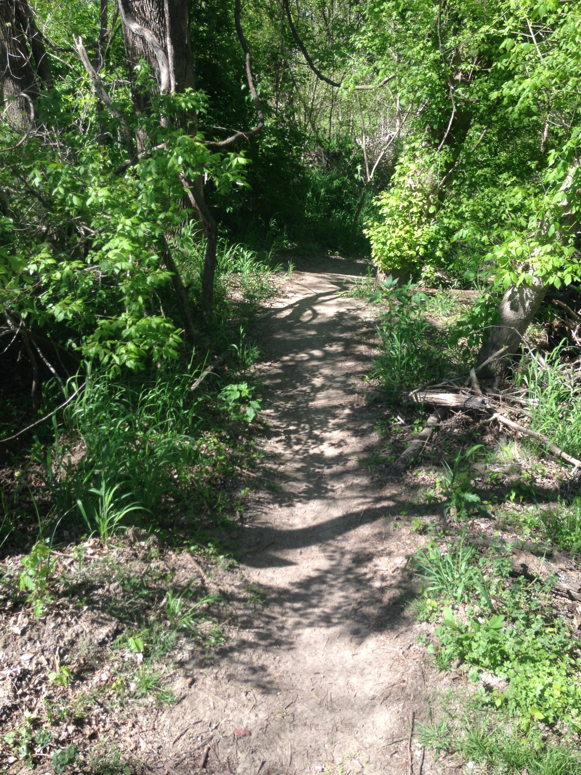 A narrow dirt path surrounded by lush greenery, leading through a wooded area. Sunlight filters through the leaves, creating dappled shadows on the ground. The path is flanked by tall grass and small plants, inviting exploration into the natural environment. Hachie MTB Trails Waxahachie mountain bike trail.