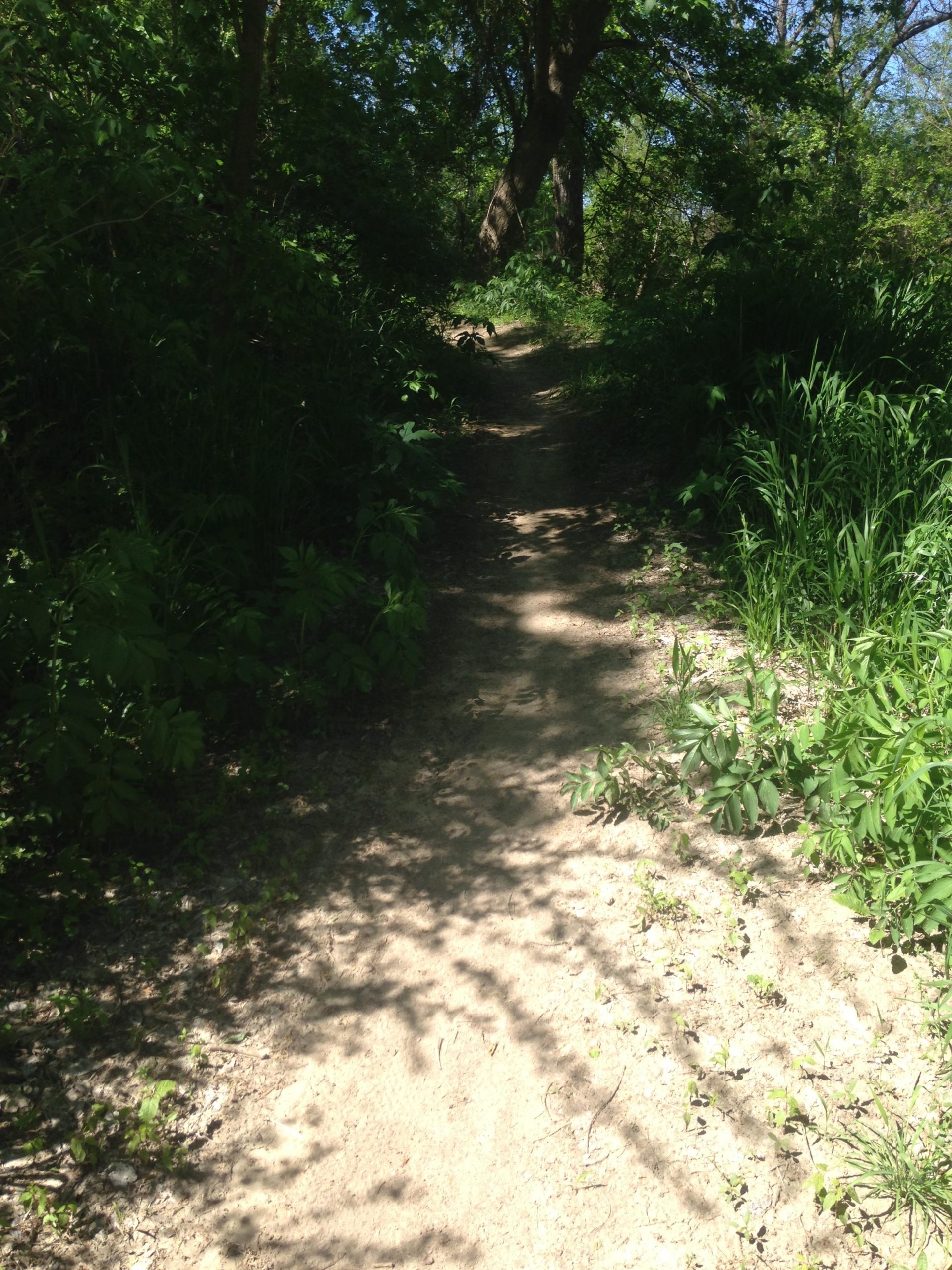 A narrow, sandy path winding through lush greenery, surrounded by tall grass and leafy plants, with dappled sunlight filtering through the trees above. Hachie MTB Trails Waxahachie mountain bike trail.