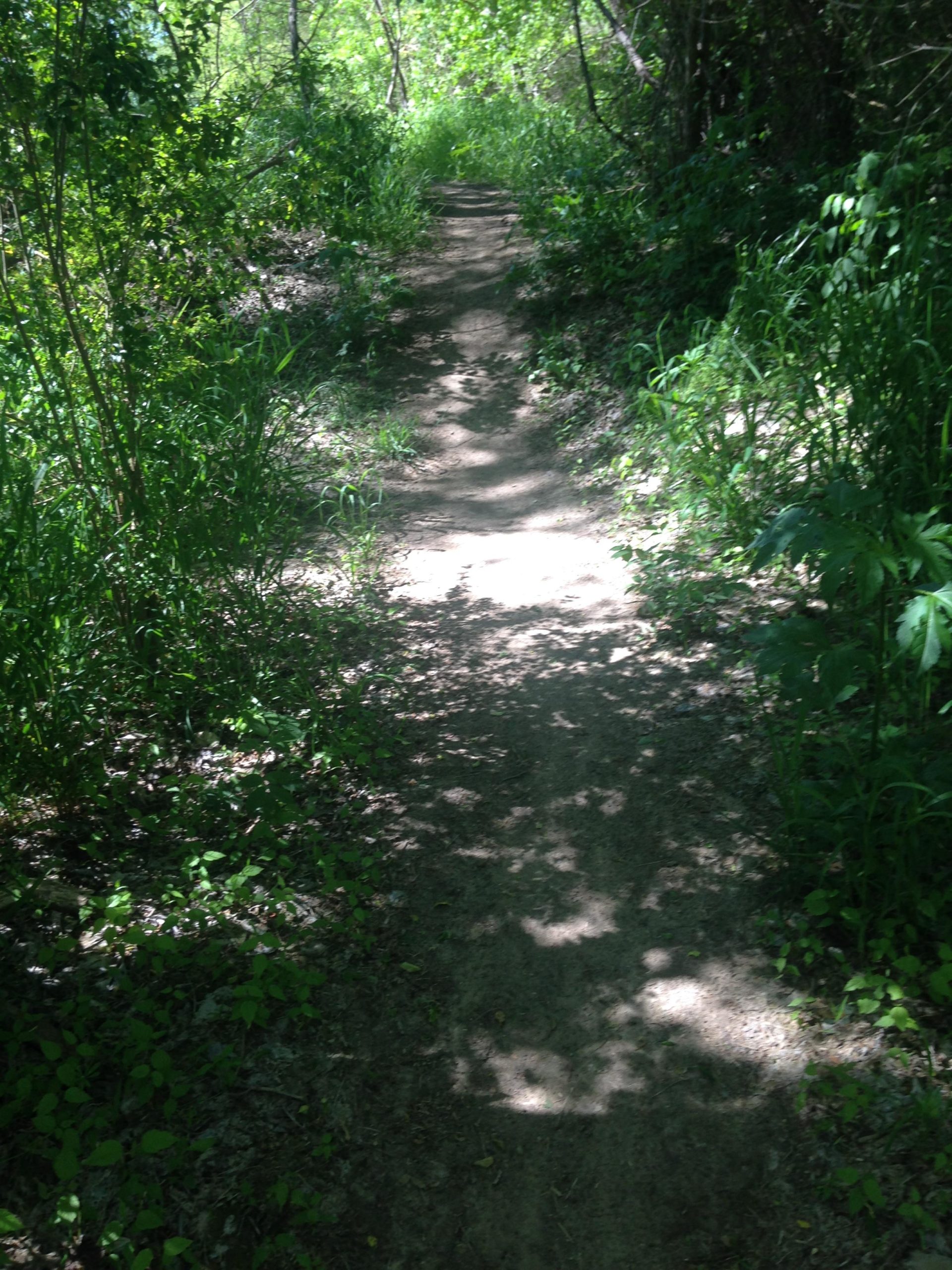 A narrow dirt path winding through a lush green forest, surrounded by tall grass and dense foliage, with sunlight filtering through the trees, creating dappled shadows on the ground. Hachie MTB Trails Waxahachie mountain bike trail.