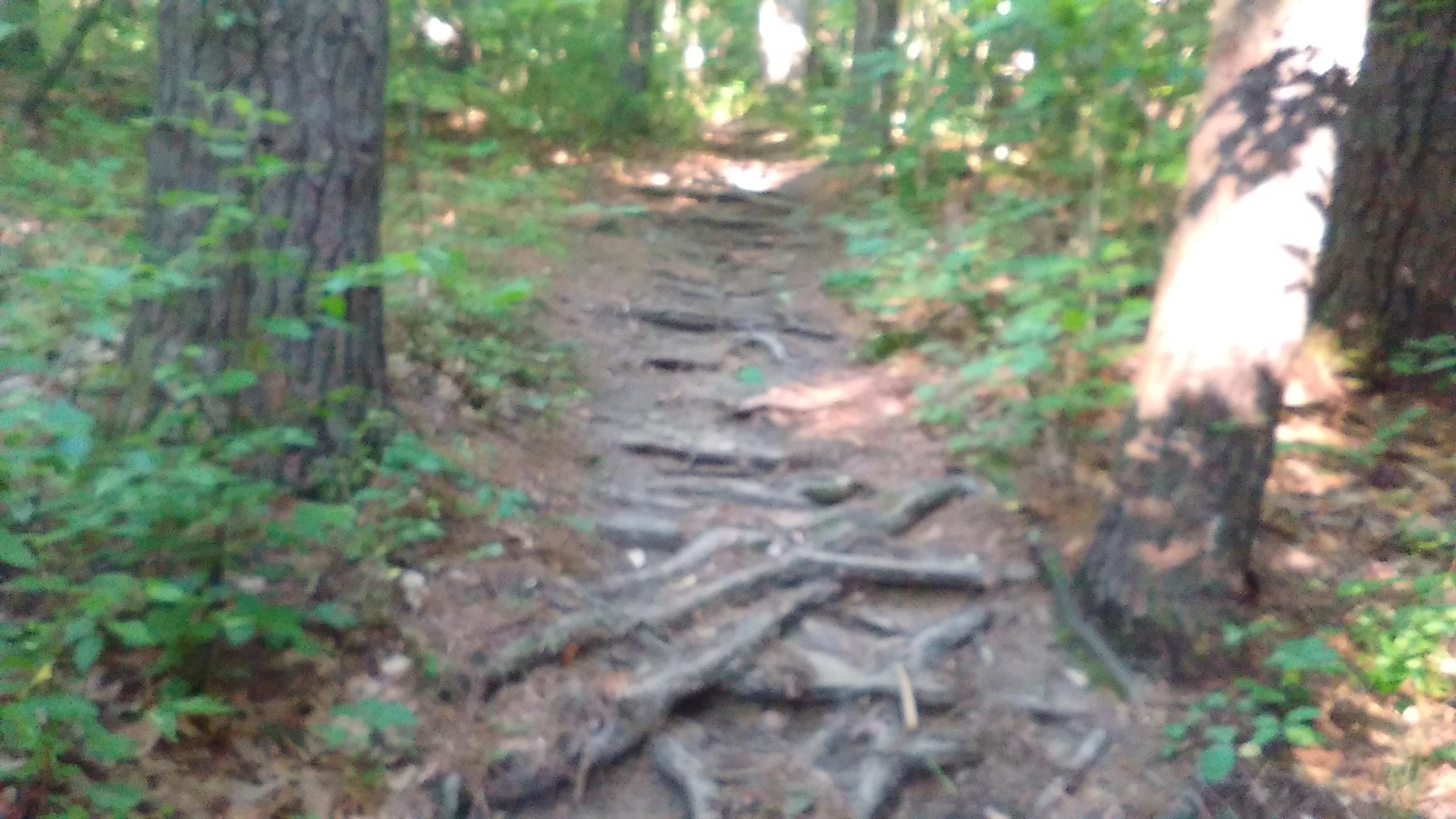 A narrow dirt path winding through a lush forest, featuring exposed tree roots and greenery on either side.