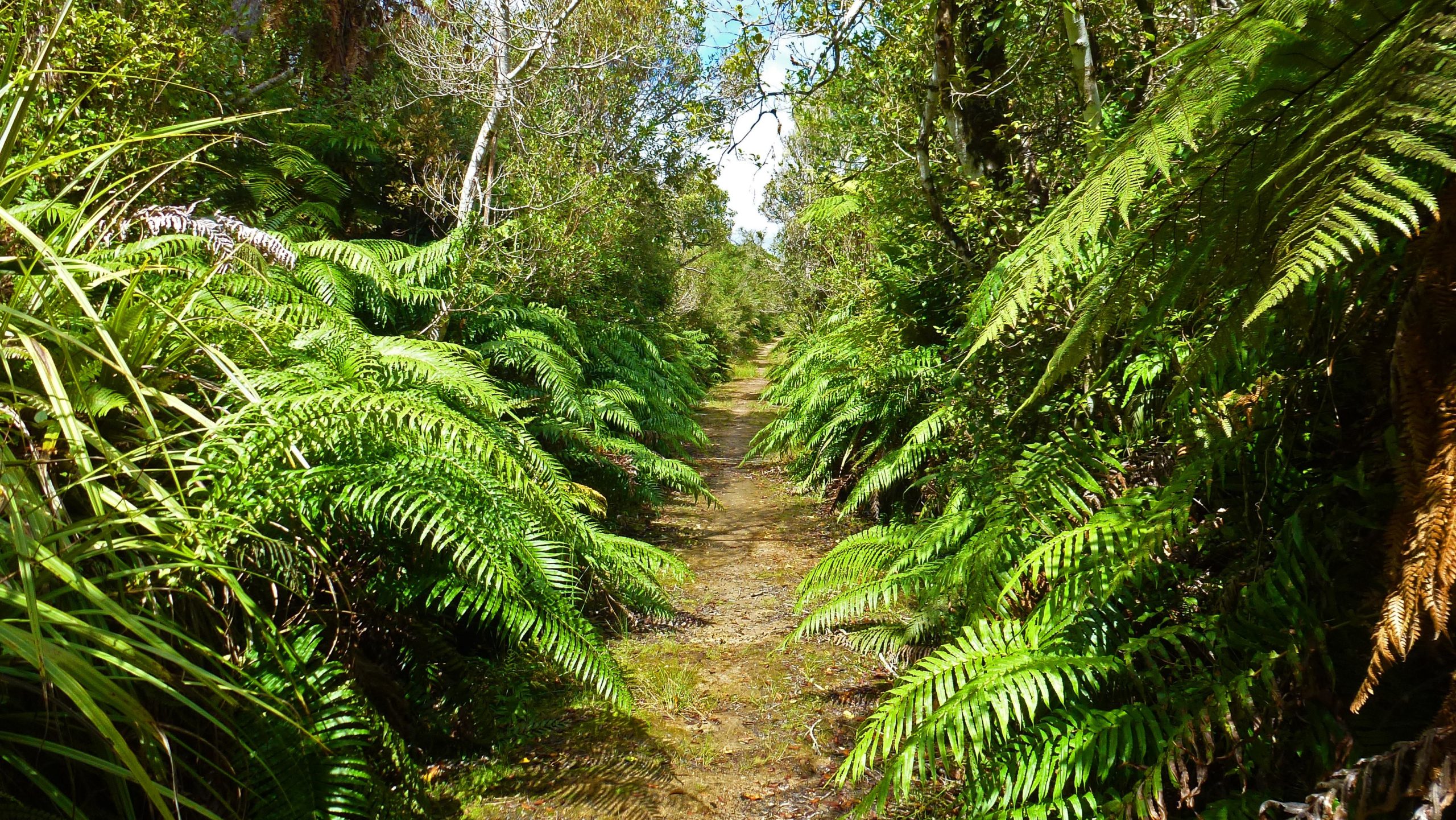 A narrow dirt trail surrounded by lush green ferns and vegetation, leading into a forested area under a bright blue sky with scattered clouds. Sash and Door Loop mountain bike trail.