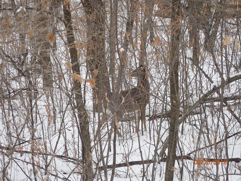 A deer partially hidden among trees and branches in a snowy landscape, with some dried leaves visible in the foreground. The scene captures a serene winter environment. Elm Creek Park mountain bike trail.