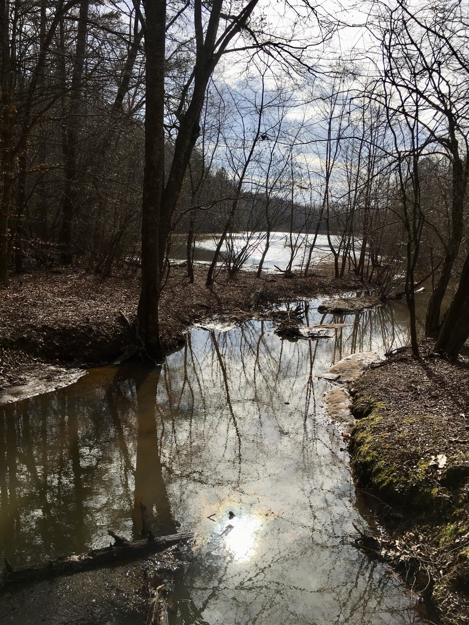 A tranquil scene of a winding stream surrounded by bare trees and underbrush, reflecting a cloudy sky. The water glistens with the sunlight, creating a serene atmosphere in a wooded area. Farris Park mountain bike trail.
