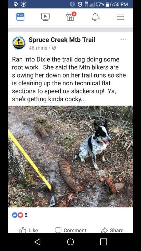 A trail dog named Dixie sits on a wooded trail, looking content while next to a log. A shovel rests nearby, indicating ongoing trail maintenance. The surroundings are natural, with some vegetation and dirt path visible. The image reflects a lighthearted moment about the dog assisting mountain bikers by clearing the trail. Spruce Creek Preserve mountain bike trail.