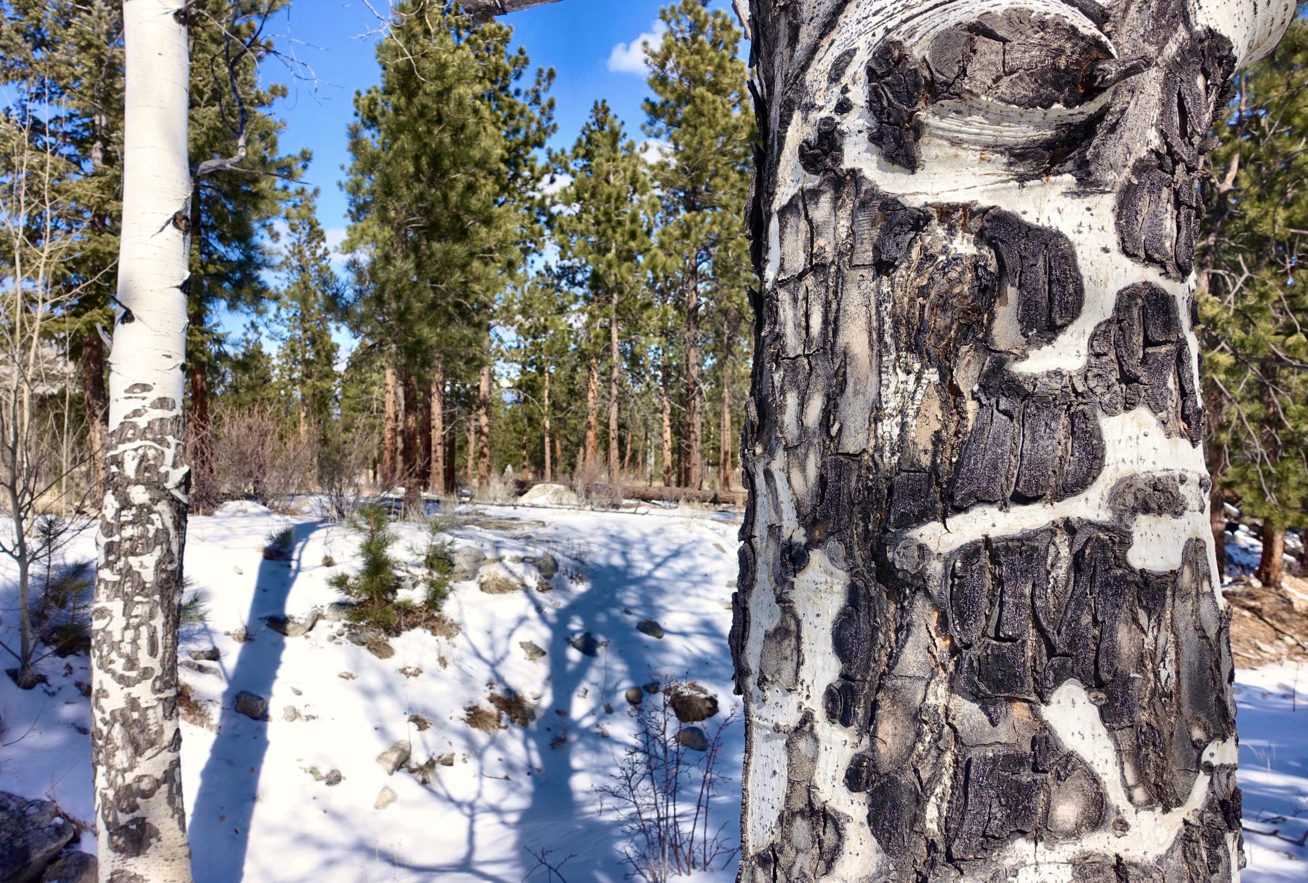 A winter forest scene featuring two tree trunks, one with smooth white bark and another with textured black and white bark. In the background, tall evergreen trees stand amidst a snowy ground scattered with rocks and small bushes, under a clear blue sky with fluffy clouds. Colorado Trail: Mt. Shavano thd to Chalk Creek thd mountain bike trail.