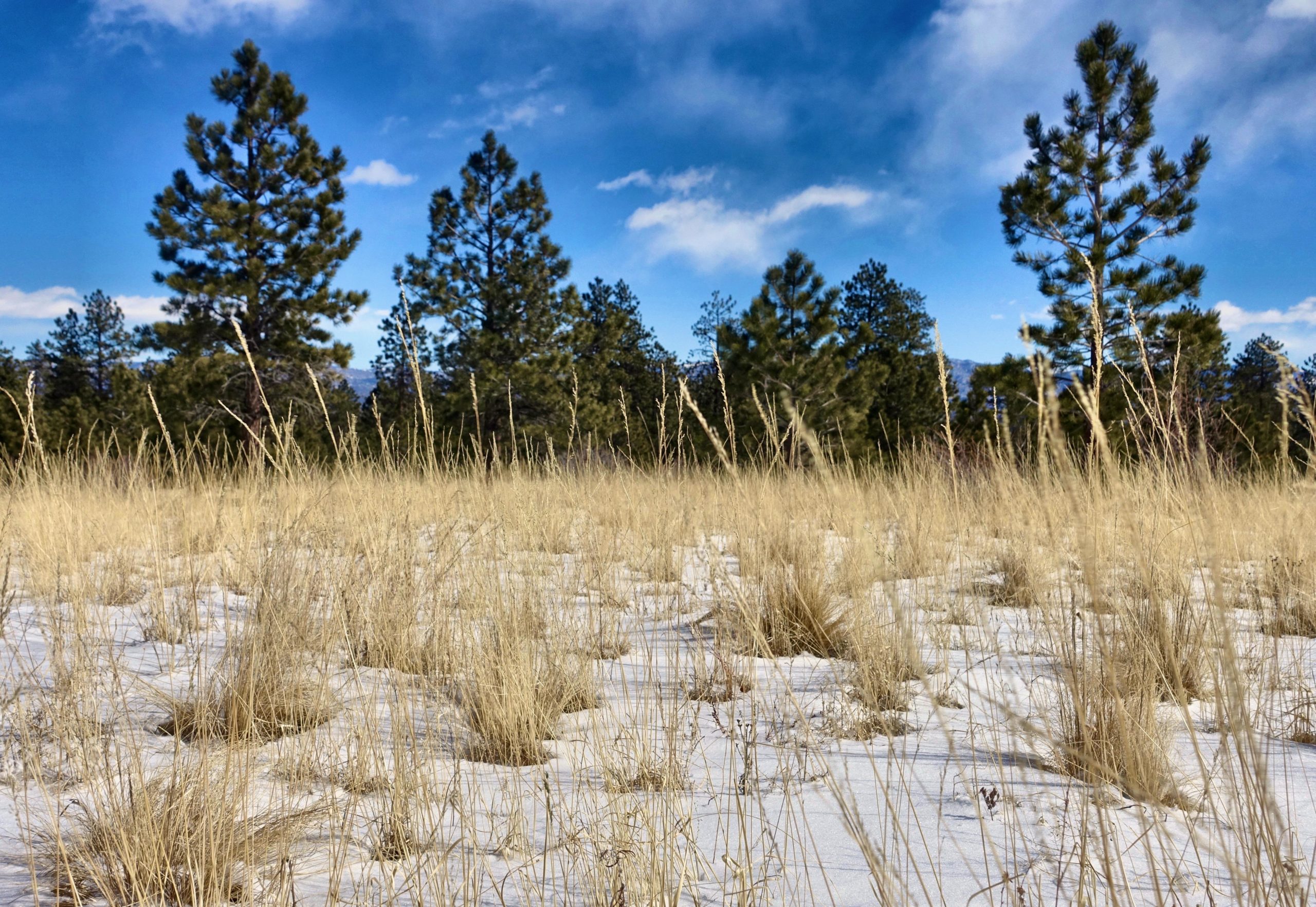 A snowy landscape featuring tall, dry grasses in the foreground with a backdrop of evergreen trees and a blue sky with scattered clouds. Colorado Trail: Mt. Shavano thd to Chalk Creek thd mountain bike trail.
