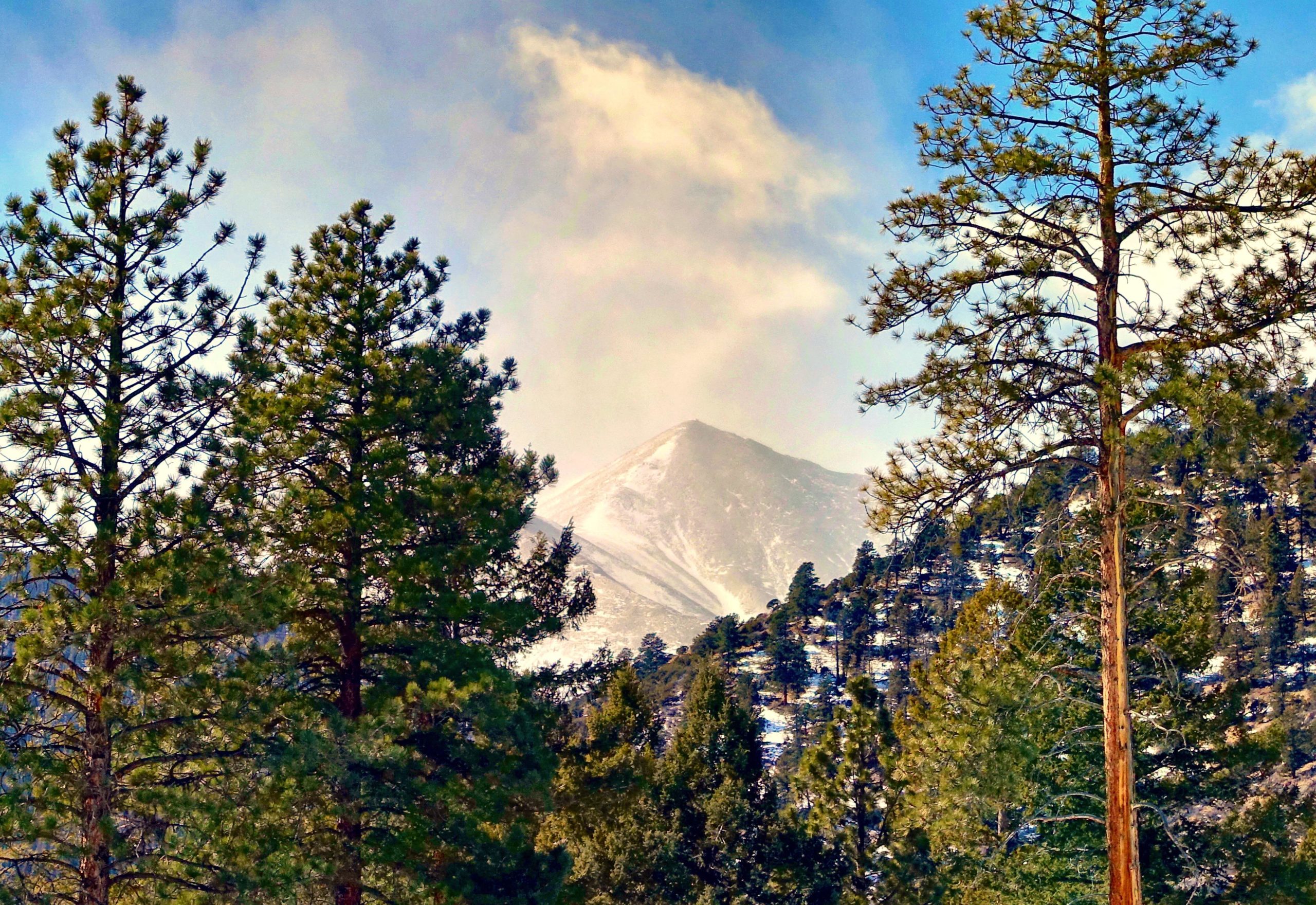 A scenic view of a mountain peak visible through a foreground of tall pine trees, with a clear blue sky and soft clouds in the background. The mountain features a dusting of snow and is surrounded by lush green vegetation. Colorado Trail: Mt. Shavano thd to Chalk Creek thd mountain bike trail.