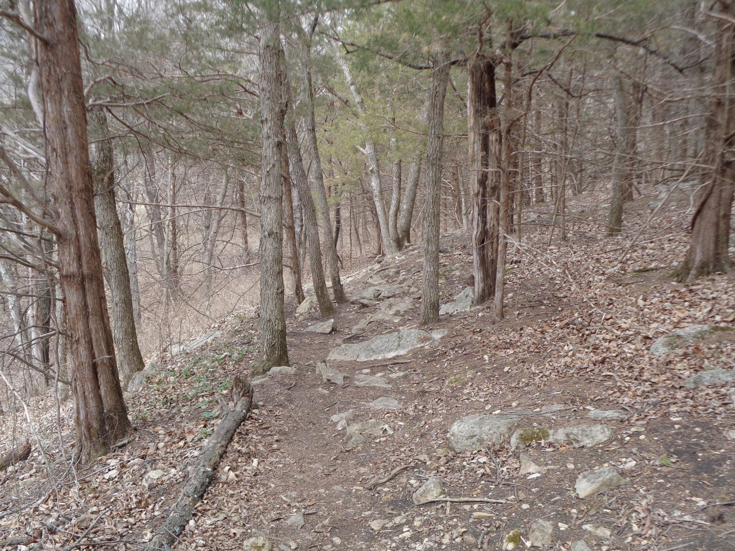 A narrow trail winding through a forest, lined with tall trees and scattered rocks. The ground is covered with fallen leaves and the atmosphere appears calm and quiet. The landscape suggests a natural, somewhat rugged environment. Clinton State Park mountain bike trail.