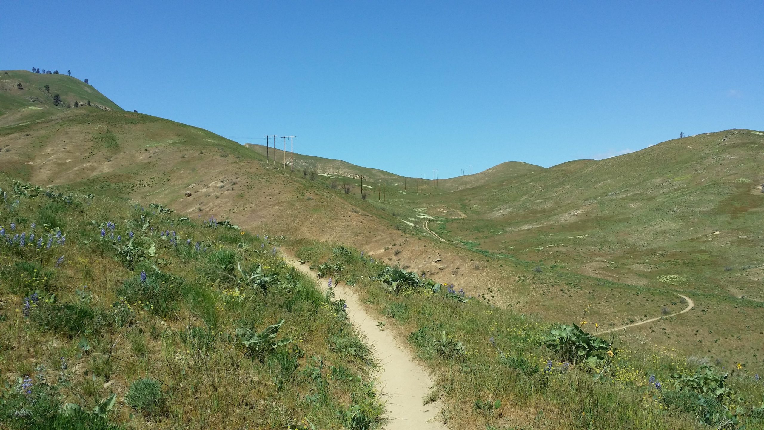 A winding dirt path leads through rolling green hills, dotted with patches of wildflowers. The sky is clear and blue, with a few distant power lines visible on the horizon. The landscape features a mix of grass and vegetation, creating a serene and picturesque outdoor scene. Sage Hills mountain bike trail.