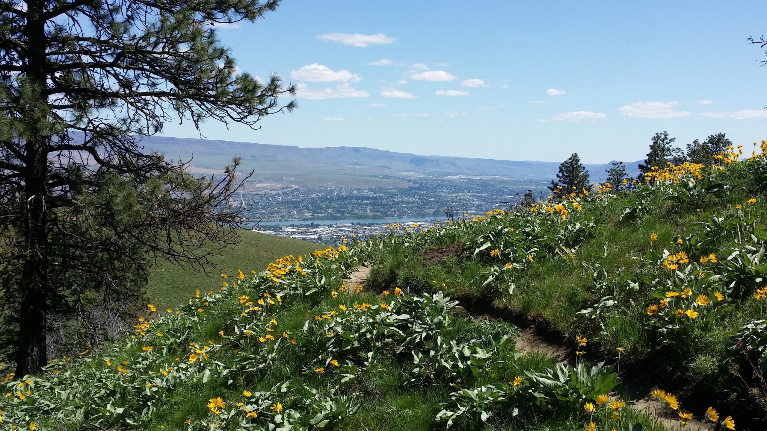 A scenic view from a hillside dotted with yellow wildflowers. A pathway winds through the vibrant greenery, leading downhill towards a valley below, where a small town and a river can be seen in the distance. Pine trees frame the left side of the image, under a clear blue sky with a few fluffy white clouds. Sage Hills mountain bike trail.