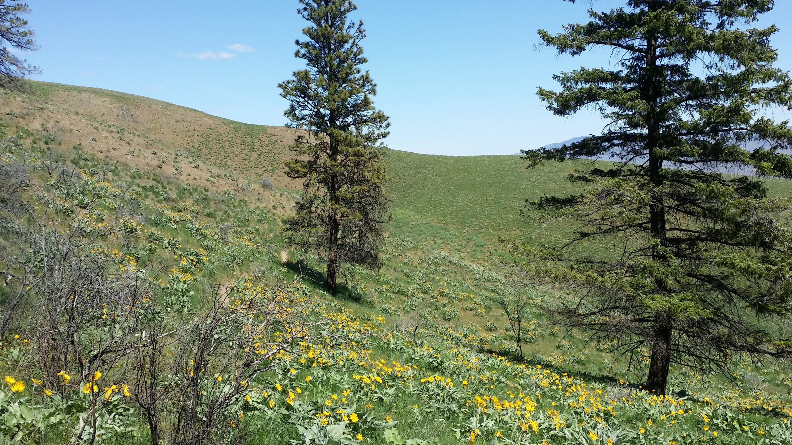 A vibrant, hilly landscape covered in lush green grass and scattered clusters of yellow wildflowers, with two tall evergreen trees on the sides. The sky is clear and blue, adding to the serene outdoor atmosphere. Sage Hills mountain bike trail.