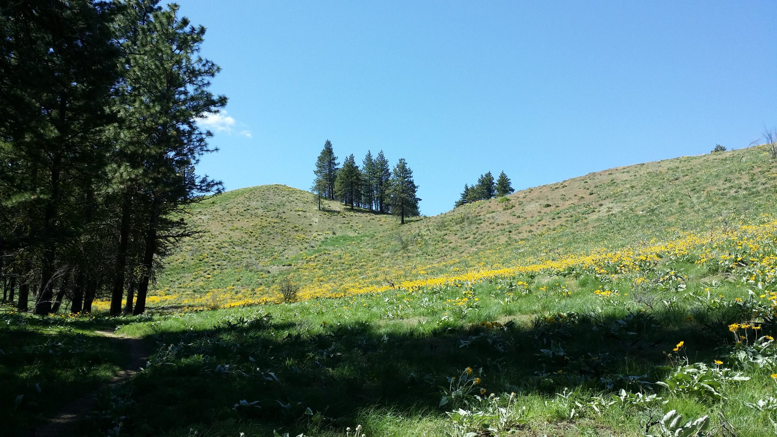 A sunny landscape featuring rolling hills covered in green grass and patches of vibrant yellow flowers. Pine trees line the top of the hill against a clear blue sky, while a winding dirt path leads through the scene. Sage Hills mountain bike trail.