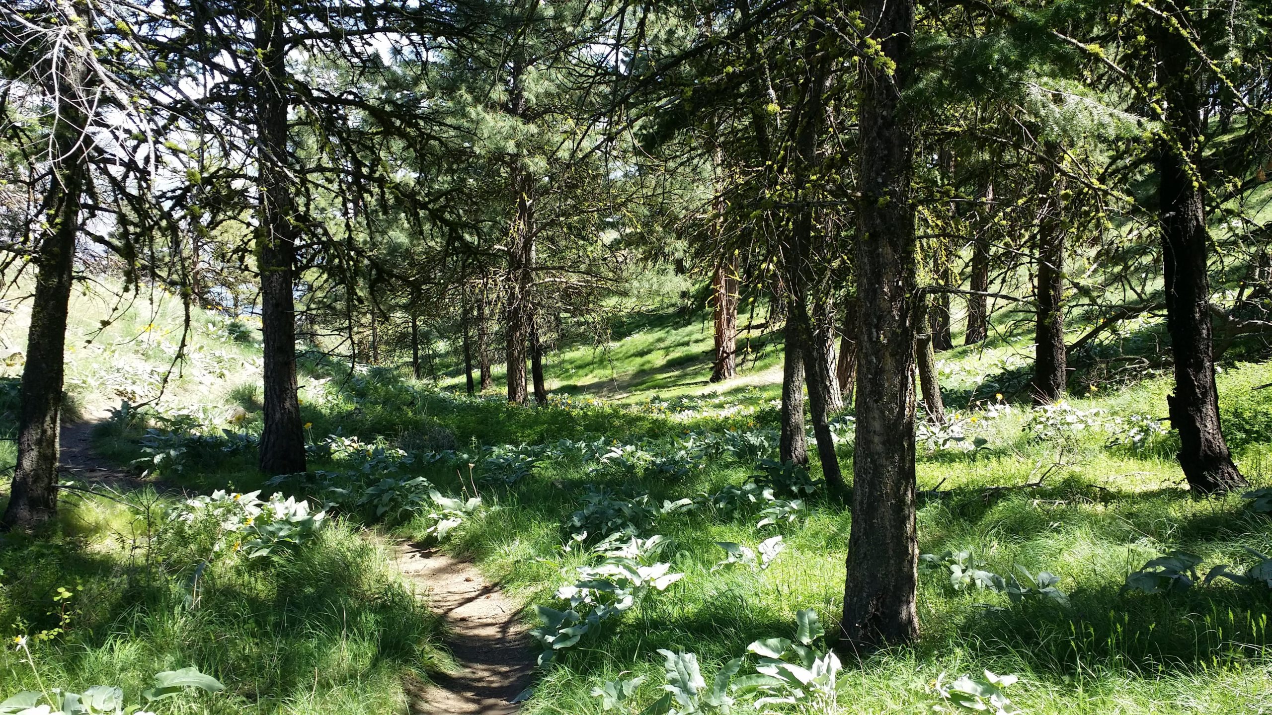 A tranquil forest scene featuring tall trees with green foliage, a winding dirt path through lush grass, and patches of wild plants and flowers in a sunlit clearing. Sage Hills mountain bike trail.