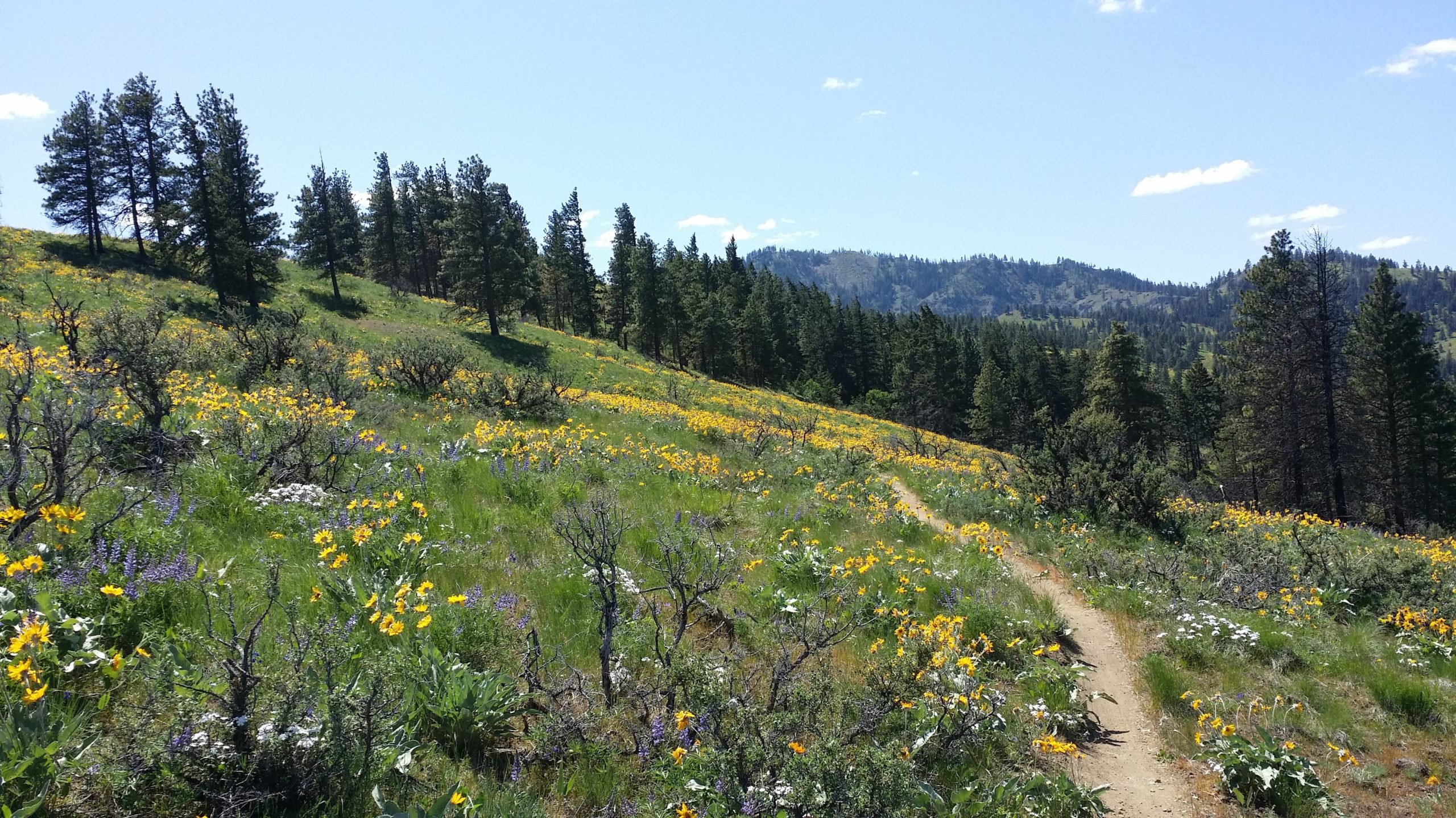A scenic landscape featuring a vibrant meadow filled with yellow and purple wildflowers, bordered by patches of green grass and small shrubs. A winding dirt path leads through the flowers, with a backdrop of tall evergreen trees and rolling hills under a clear blue sky. Sage Hills mountain bike trail.