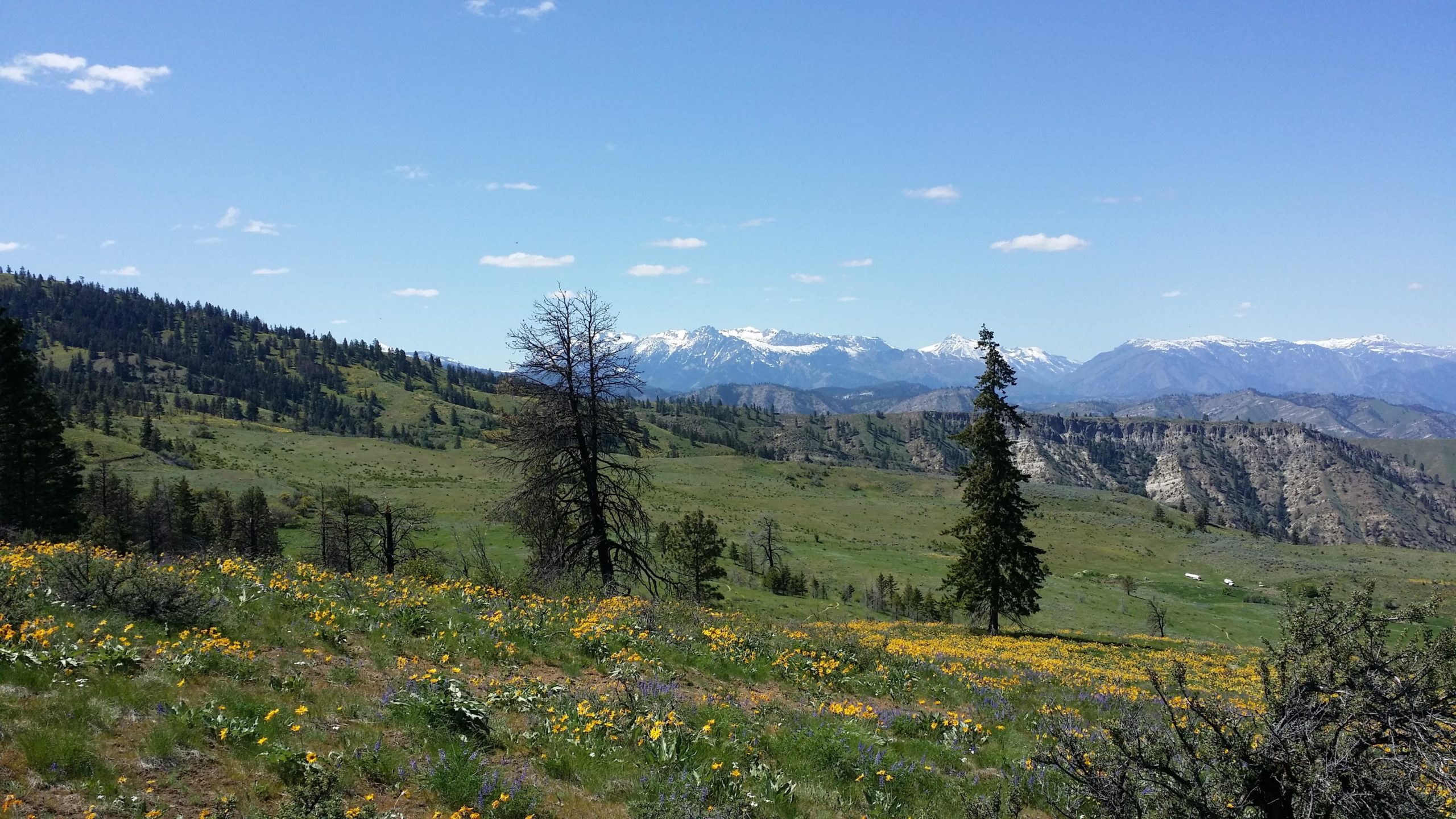 A scenic view of rolling green hills with a variety of wildflowers in the foreground, including yellow and purple blooms. In the background, snow-capped mountains rise under a clear blue sky dotted with a few clouds. Tall trees are visible throughout the landscape, adding to the natural beauty of the scene. Sage Hills mountain bike trail.