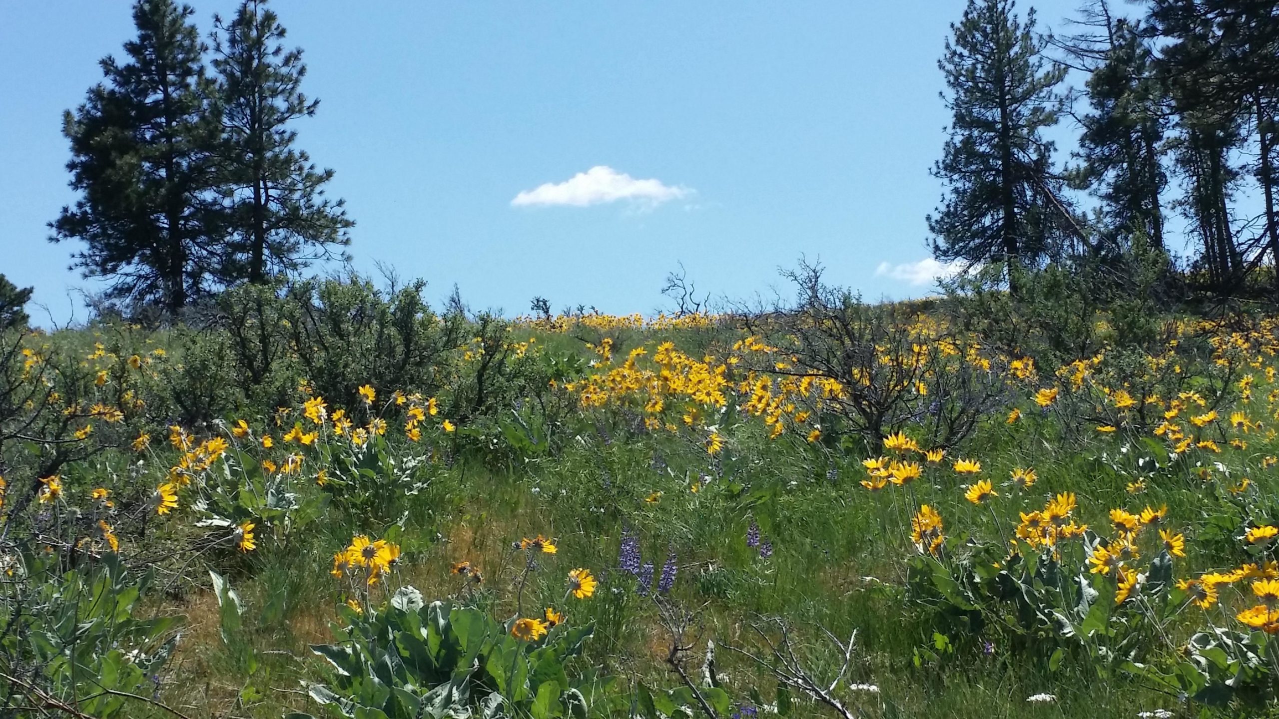 A vibrant landscape featuring a field of yellow wildflowers swaying in the grass, surrounded by green shrubs and trees under a clear blue sky with a few clouds. Sage Hills mountain bike trail.