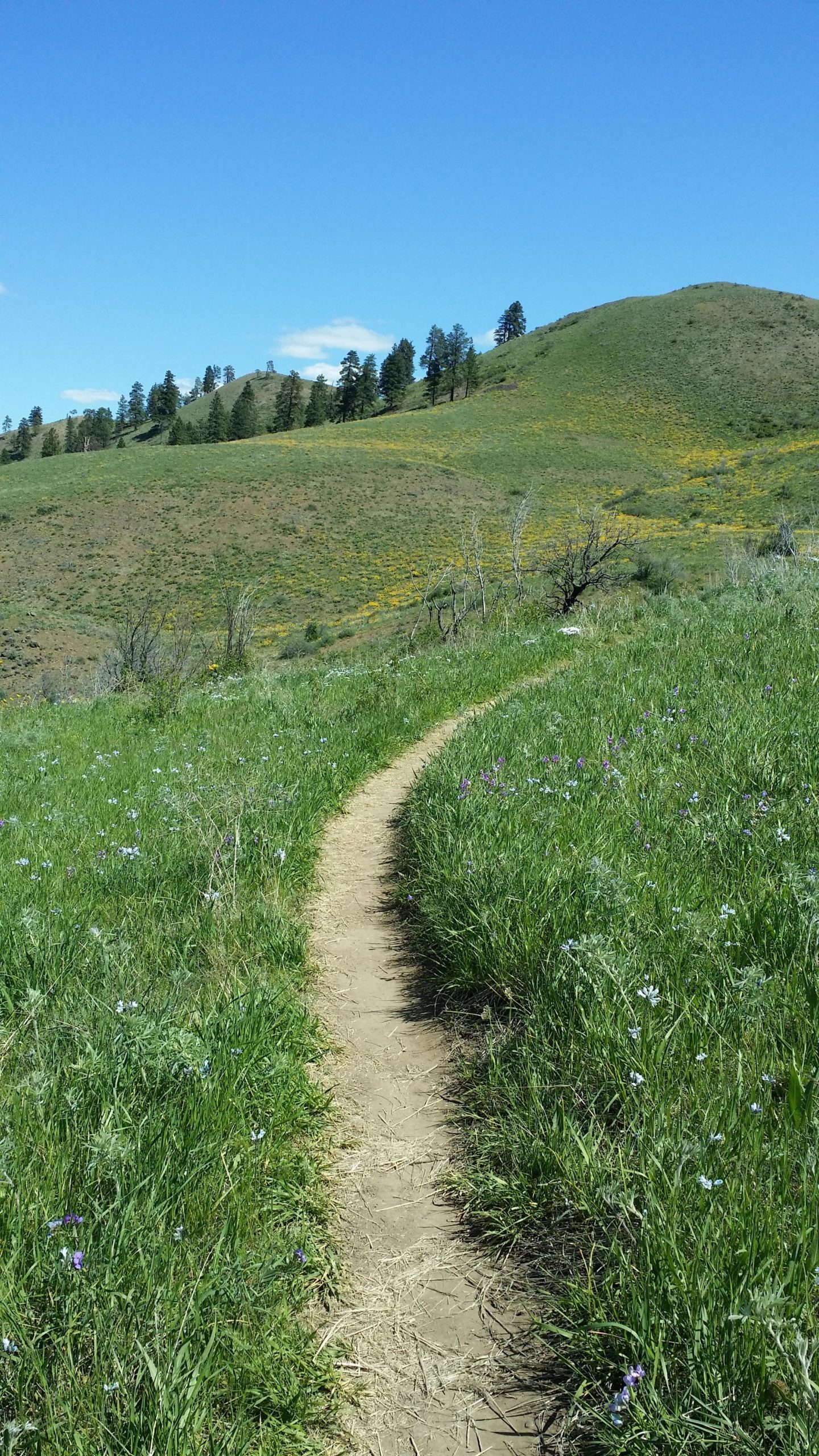A winding dirt path leading through lush green grass and wildflowers, with rolling hills in the background under a clear blue sky. Sage Hills mountain bike trail.