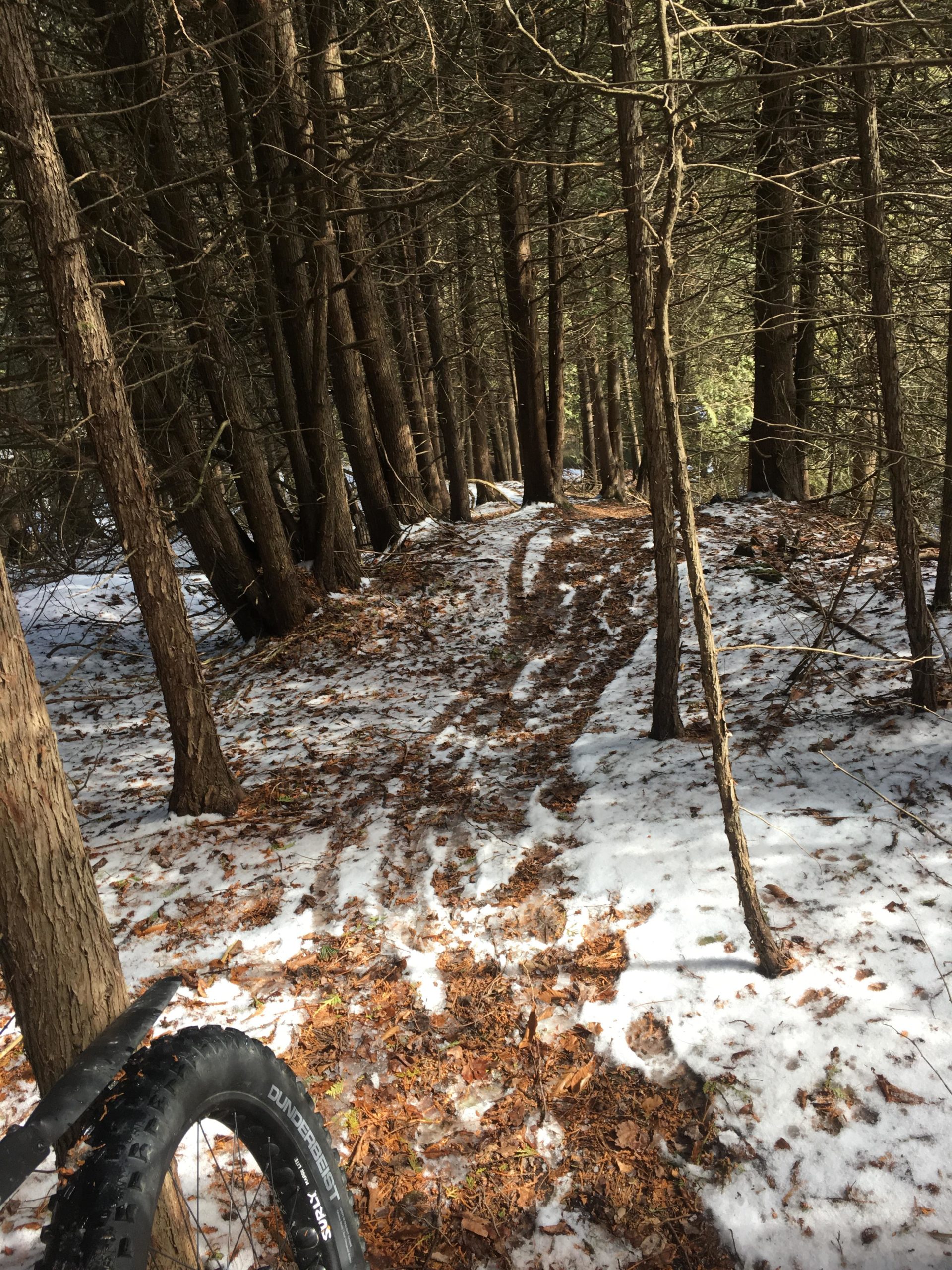 A winding dirt path surrounded by tall trees, with patches of snow and fallen leaves covering the ground. The foreground features a bike tire partially visible, indicating a mountain biking trail in a forested area. Palgrave Trail mountain bike trail.