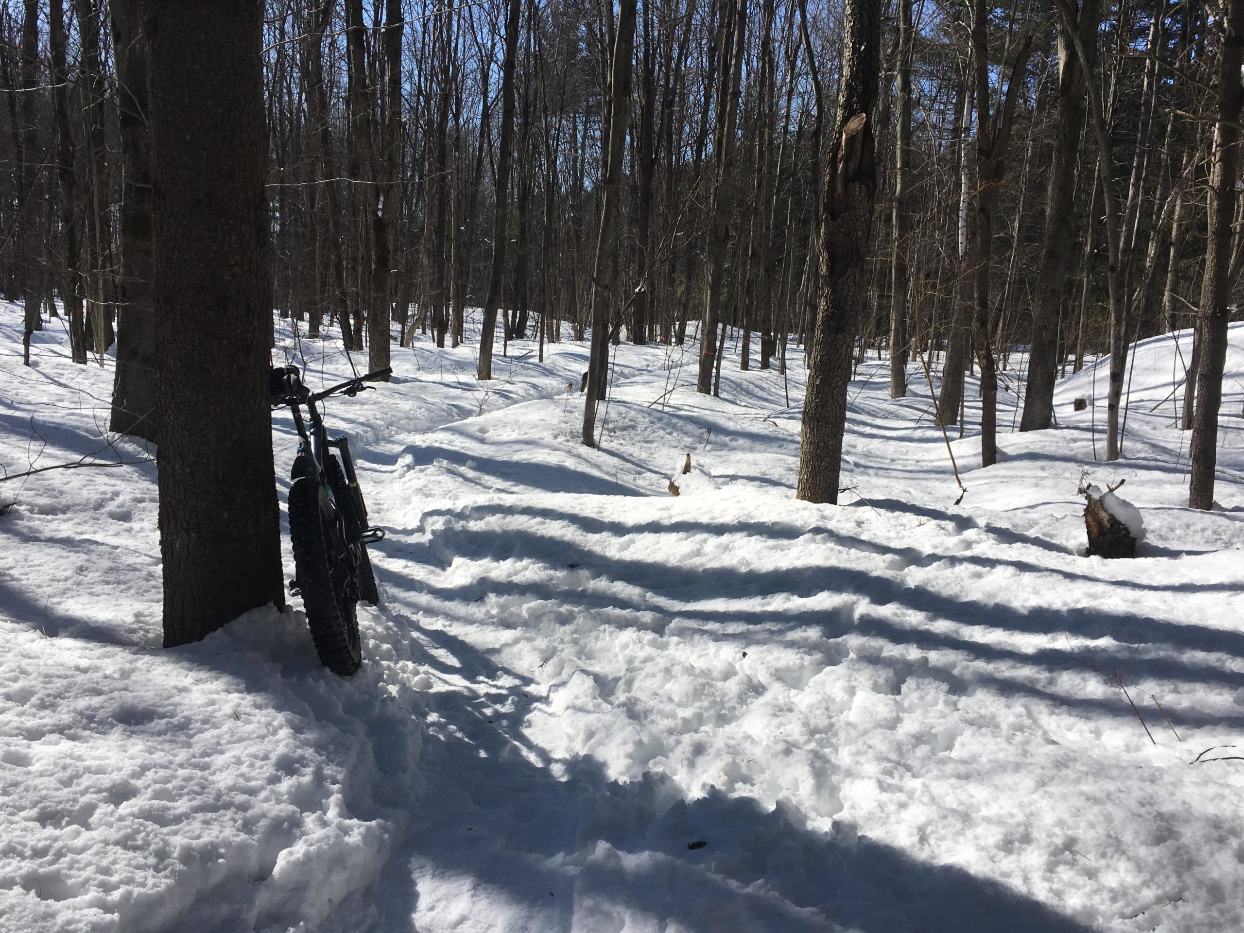 A fat bike leaning against a tree in a snowy forest landscape, with sunlit snow covering the ground and shadows of trees stretching across the white surface. Larose Forest mountain bike trail.