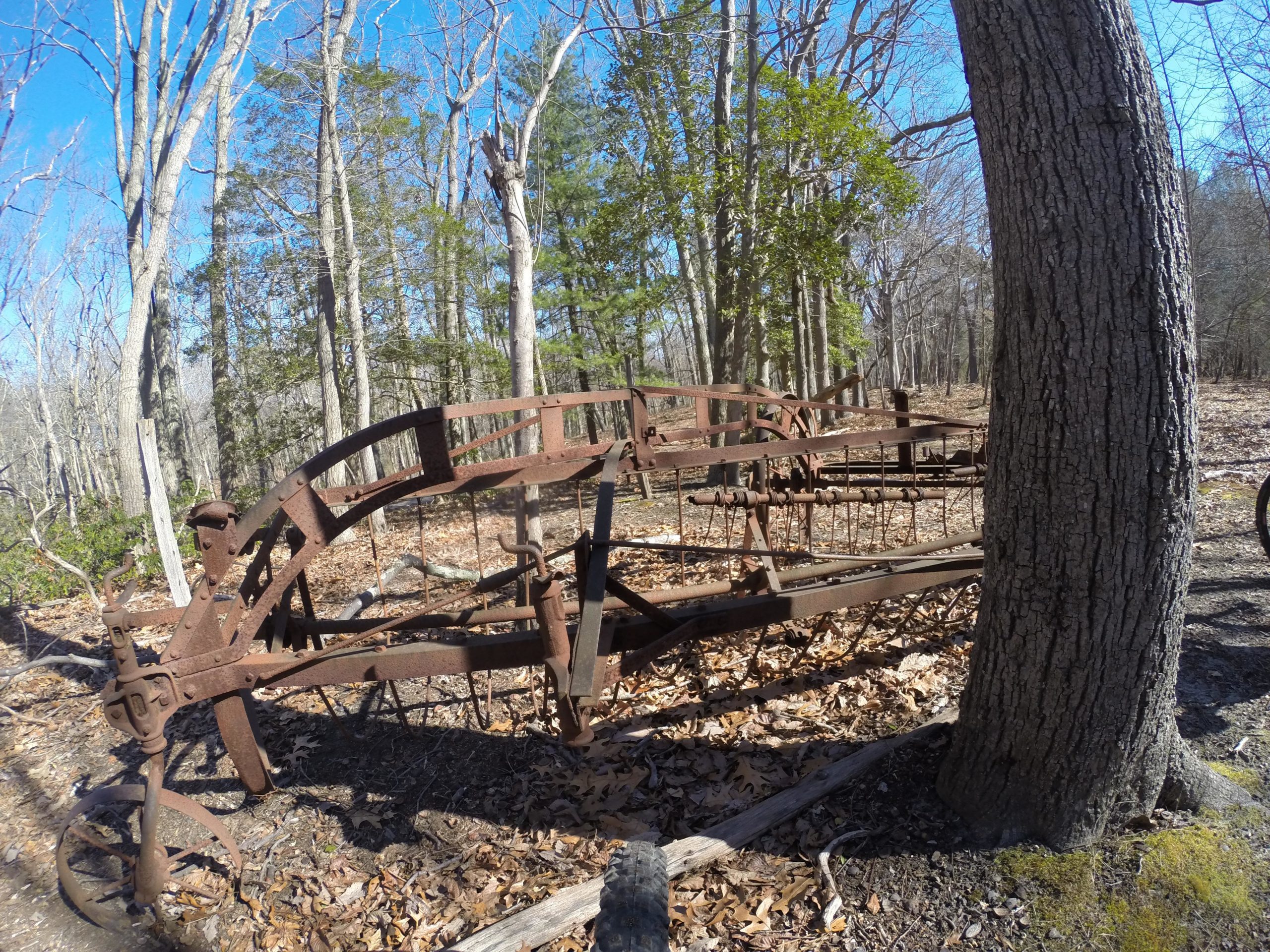 An old, rusted agricultural implement partially obscured by a tree, surrounded by leafless trees and underbrush, under a clear blue sky. Allaire State Park mountain bike trail.