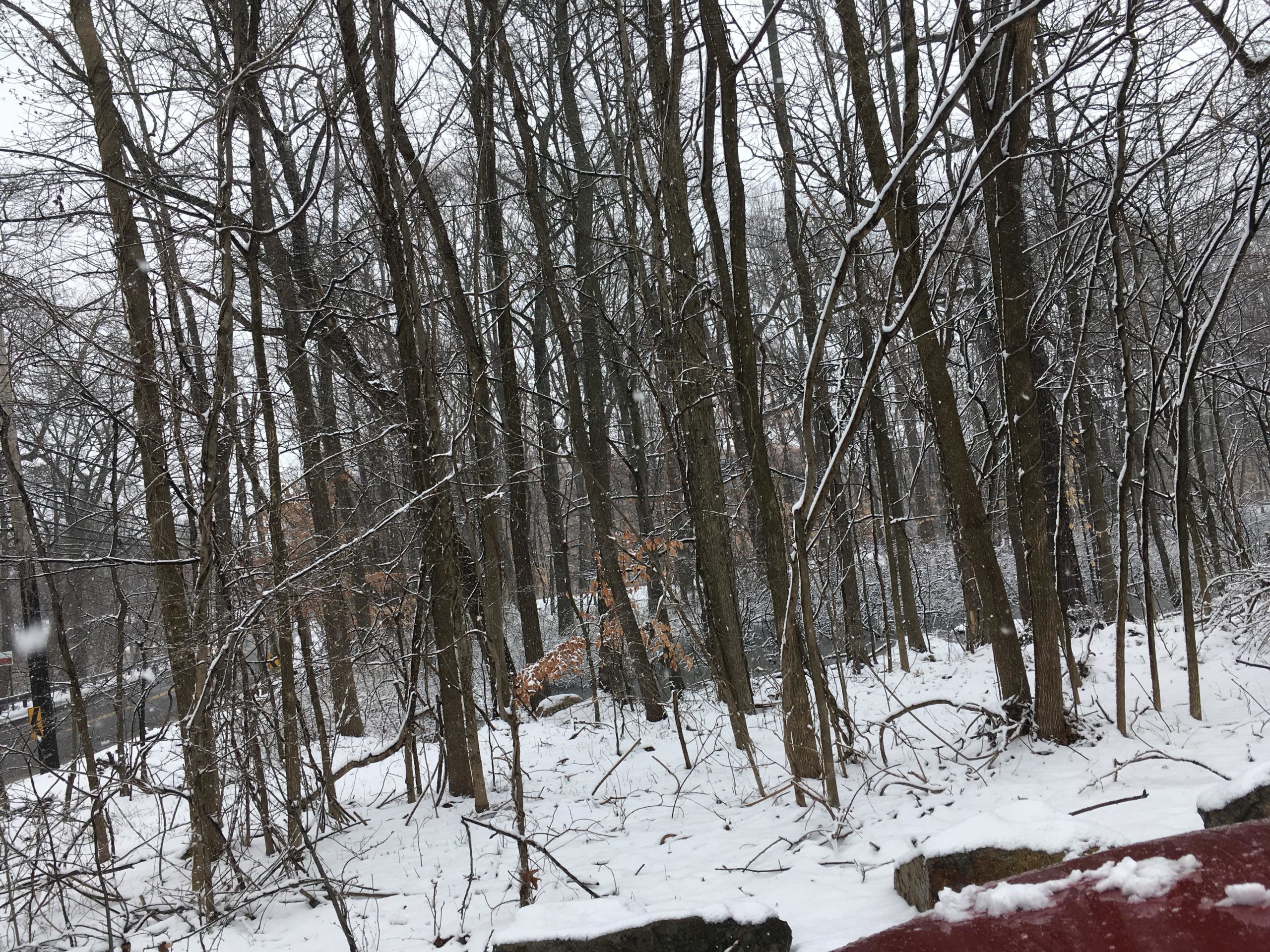 A snowy landscape featuring bare trees in a winter forest. The ground is covered in a layer of fresh snow, with some branches lightly dusted. The scene is serene, with a muted color palette dominated by whites and grays. Long Pond mountain bike trail.