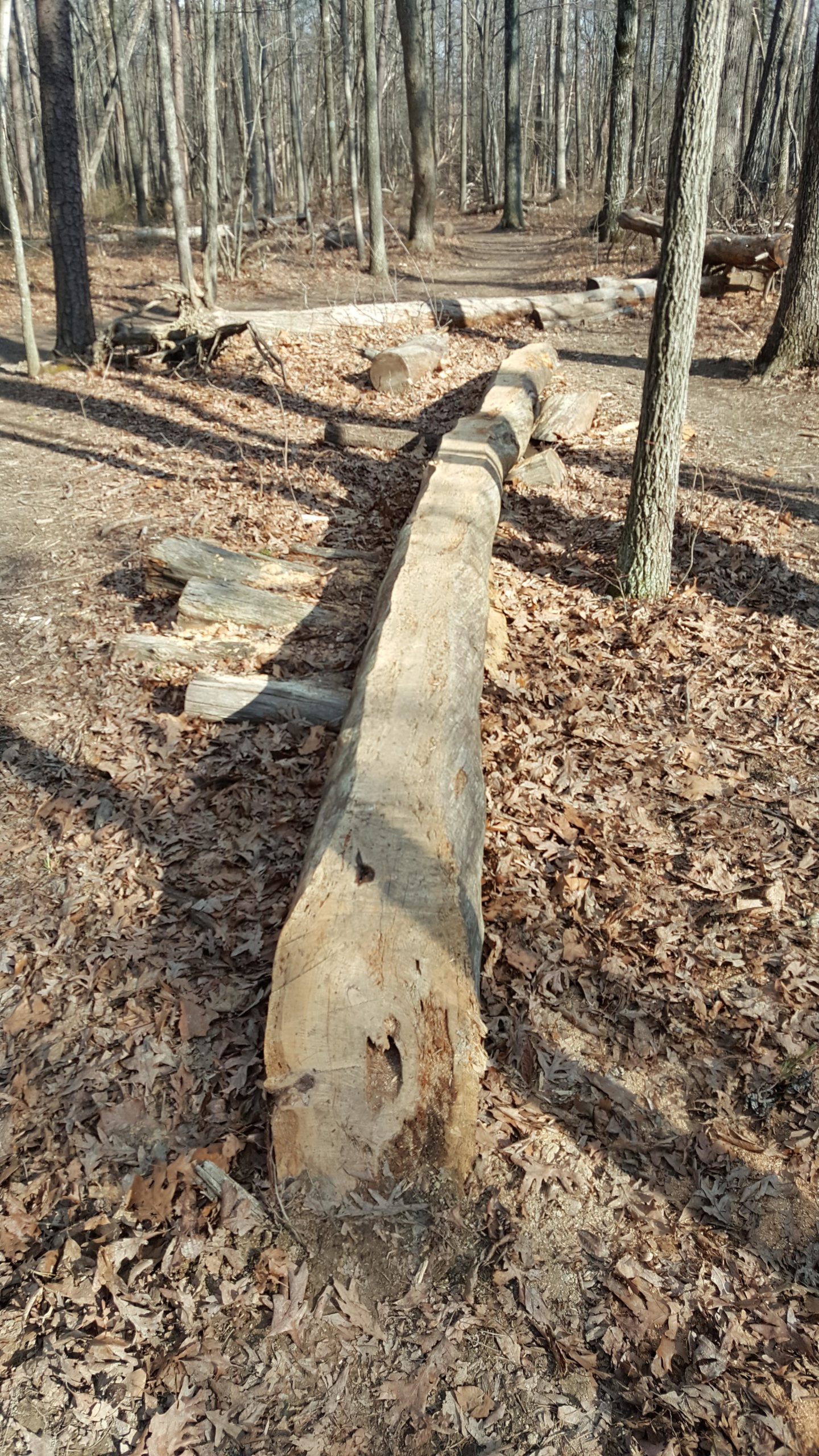 A long, partially fallen log lies on the ground in a wooded area, surrounded by dry leaves and scattered tree trunks. The forest features tall, slender trees, indicating a late autumn or early winter setting. Sunlight filters through the branches, casting shadows on the ground. Conway Robinson State Forest mountain bike trail.