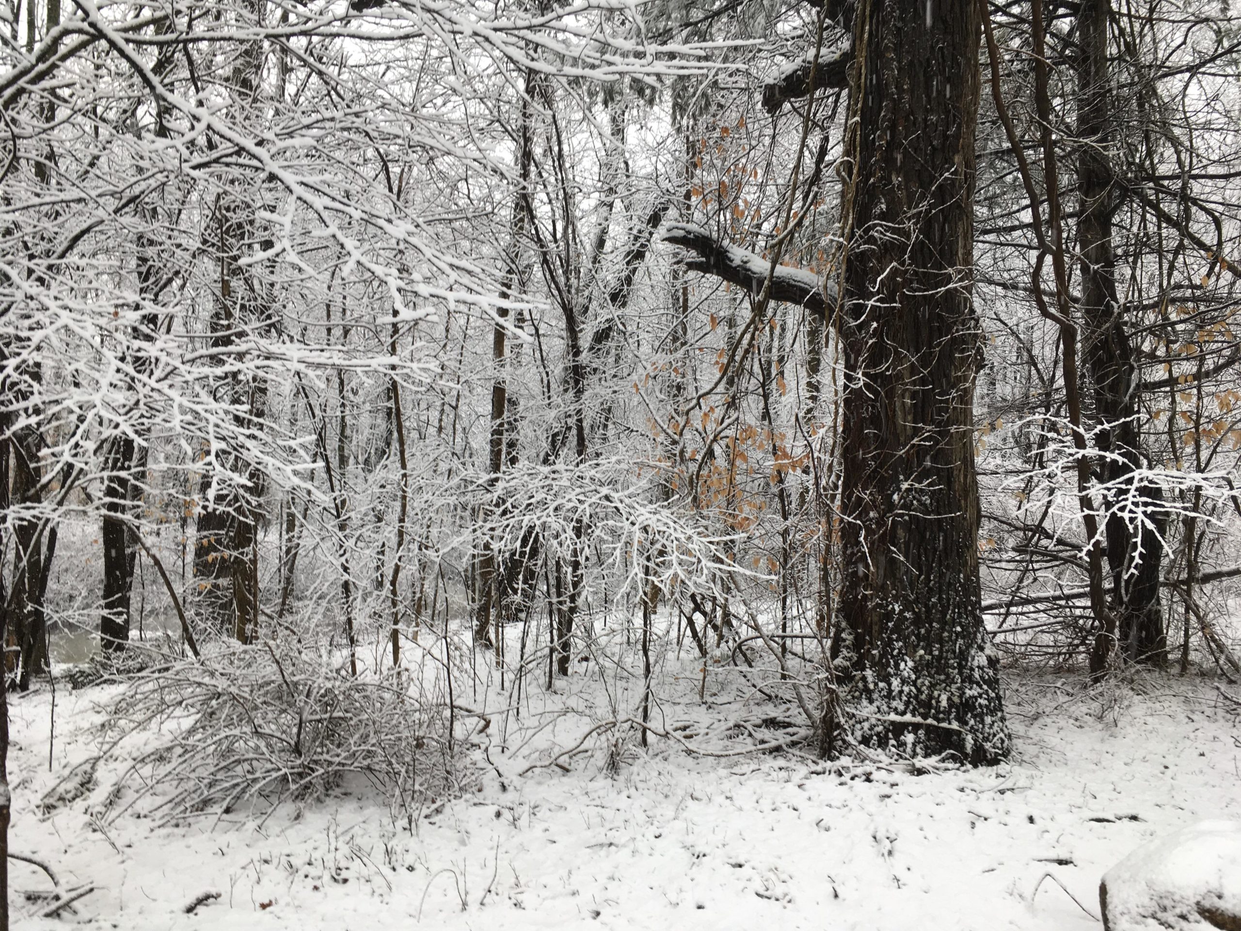 A tranquil winter scene featuring snow-covered trees in a forest. The branches are blanketed in white snow, and the ground is also covered, creating a serene, peaceful atmosphere. Sparse patches of brown leaves peek through the snow, adding a touch of contrast to the predominantly white landscape. Long Pond mountain bike trail.