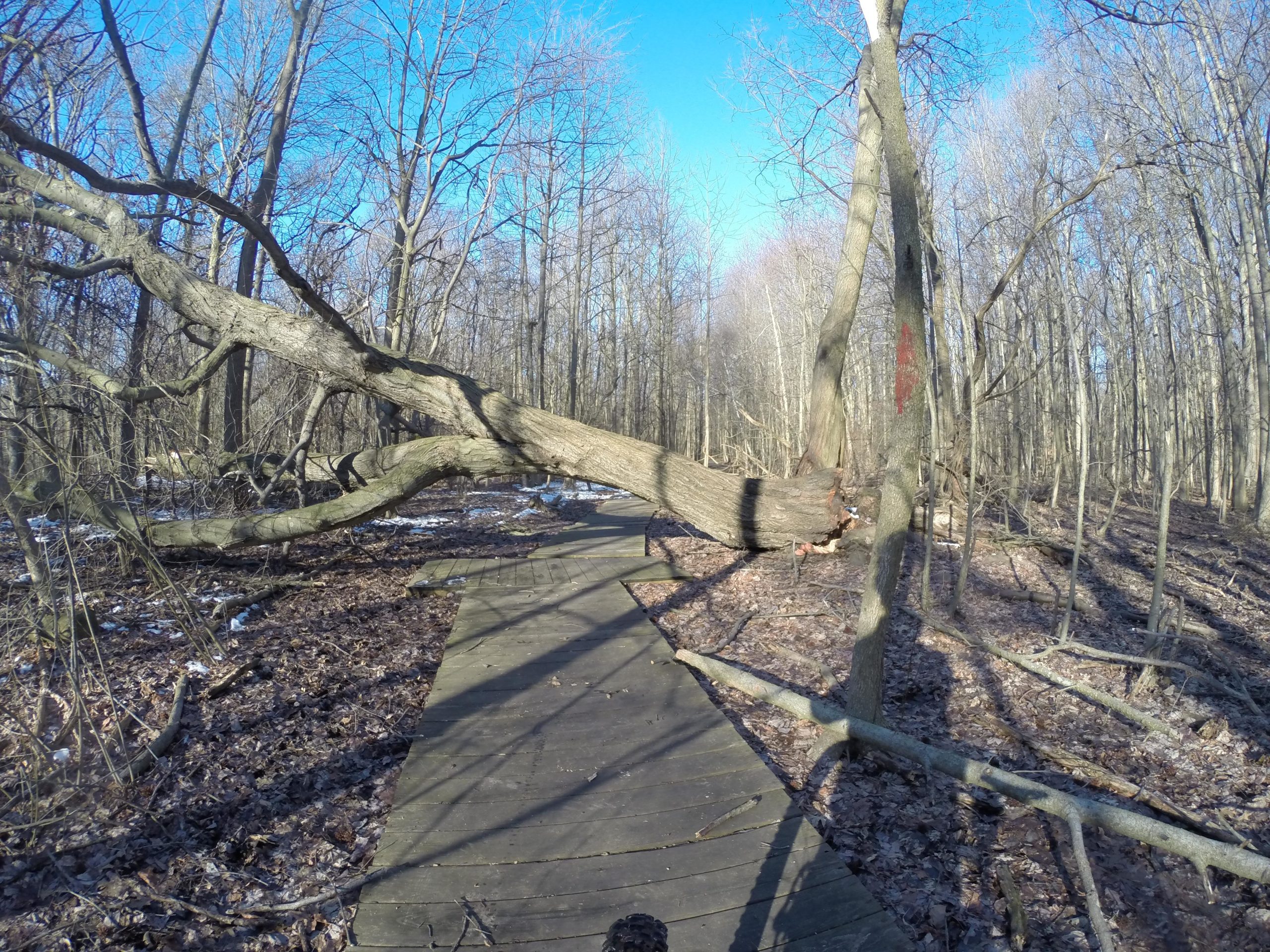 A fallen tree partially obstructs a wooden pathway in a wooded area, with bare trees in the background and a clear blue sky. Shadows stretch across the path, hinting at a tranquil, natural setting. Some snow and fallen leaves are visible on the ground. Wolfes Pond park mountain bike trail.