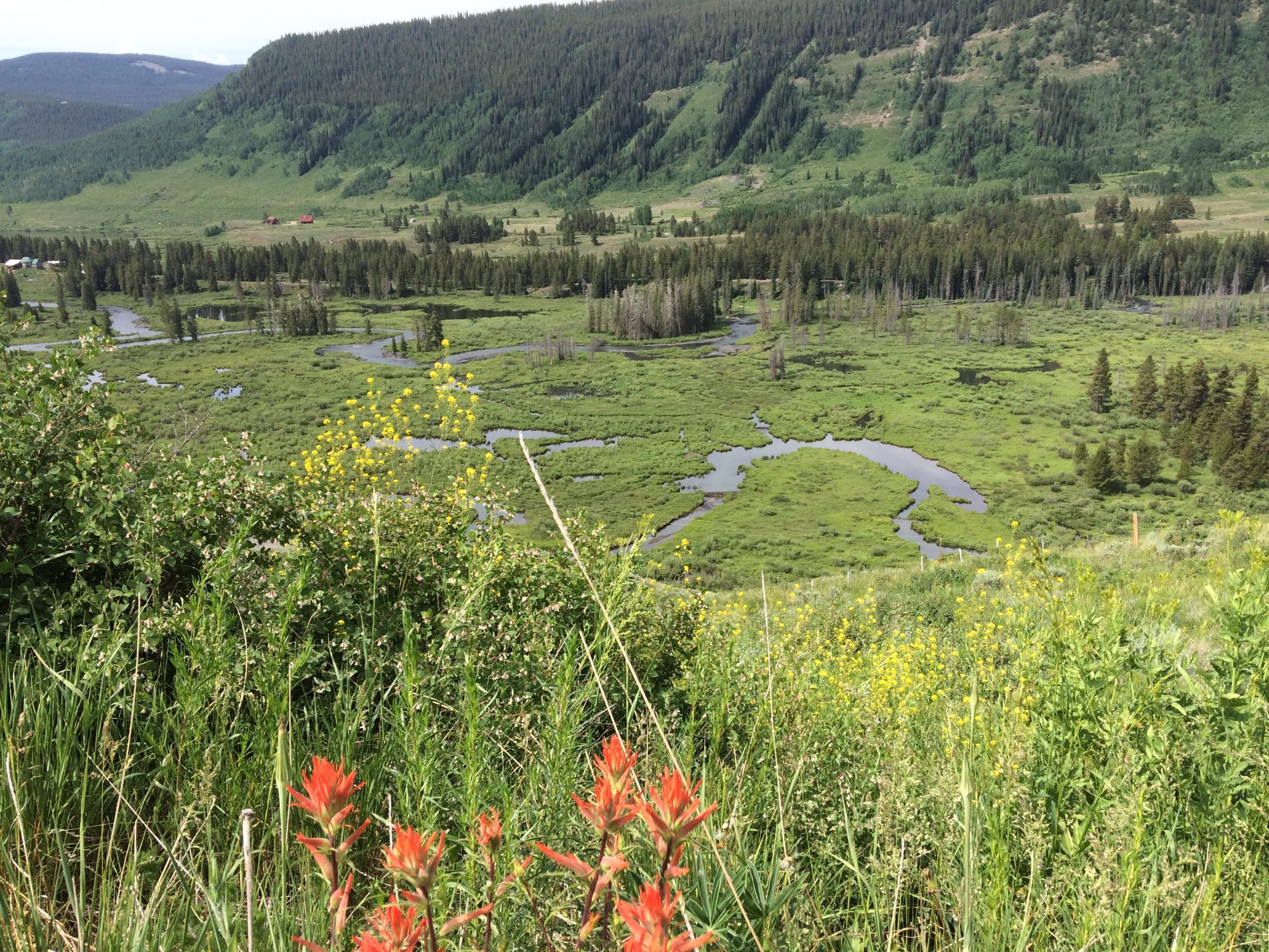 A scenic view of a lush green landscape featuring a winding stream surrounded by vegetation and trees. Wildflowers in shades of yellow and orange bloom in the foreground, while rolling hills and a distant red structure are visible in the background under a clear sky. Lupine Trail mountain bike trail.