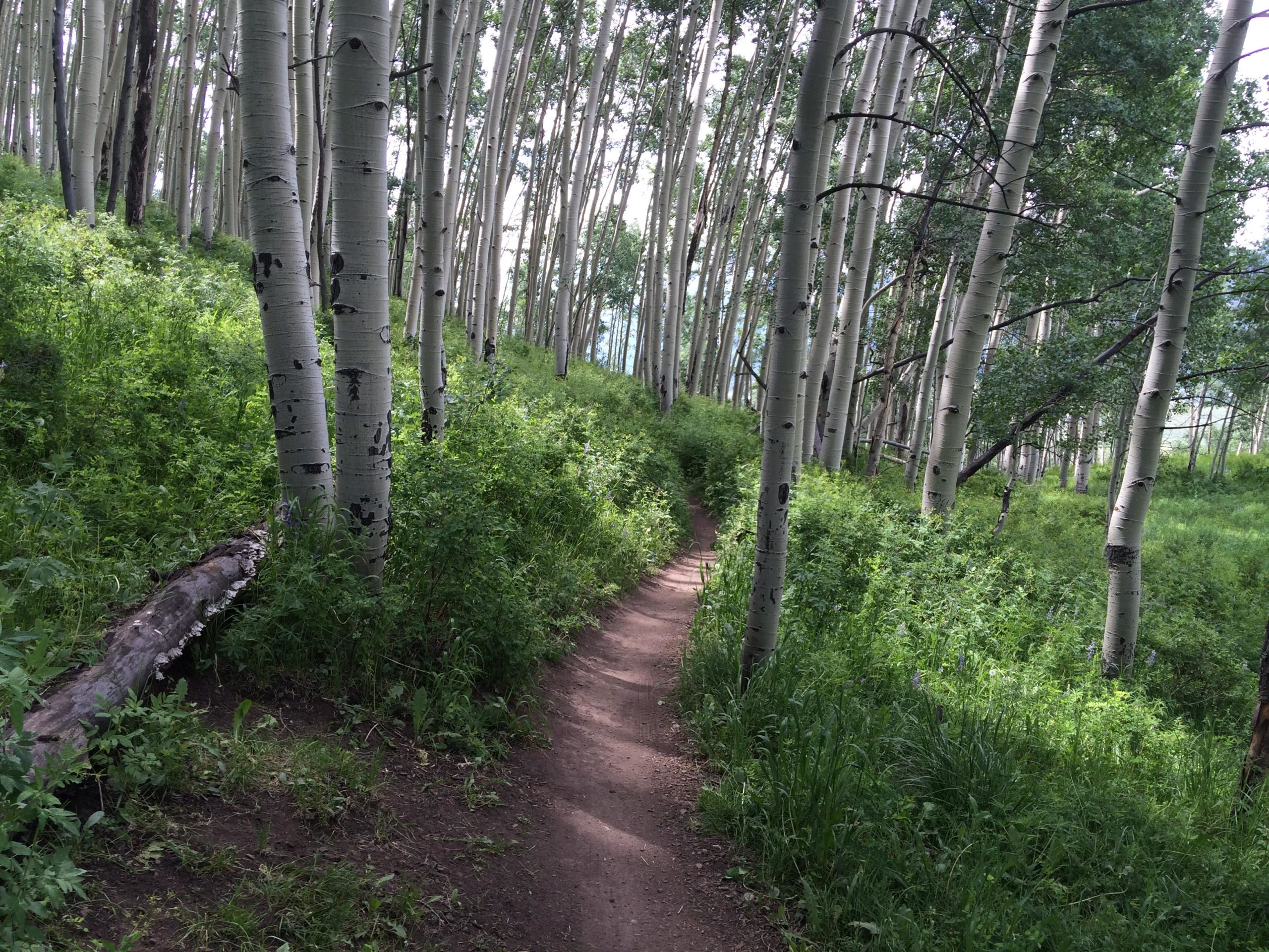 A narrow dirt path winds through a lush forest of tall, slender aspen trees, surrounded by vibrant green undergrowth and patches of grass. The scene captures the tranquil beauty of nature, with shafts of light filtering through the leaves. Lupine Trail mountain bike trail.