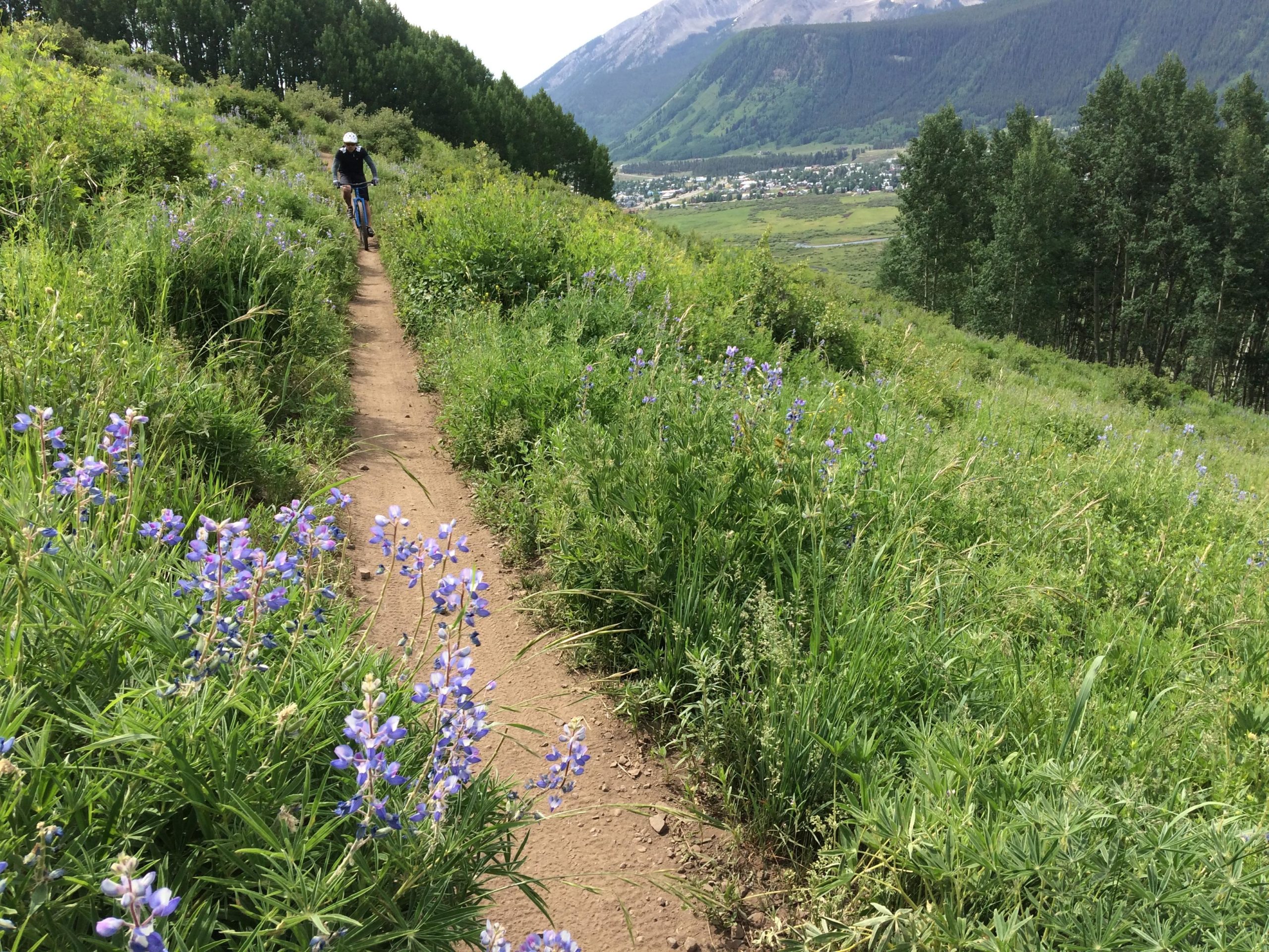 A cyclist riding along a dirt path surrounded by vibrant green grass and blooming purple flowers, with lush mountains and a small town visible in the distance. Lupine Trail mountain bike trail.