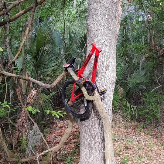 A red bicycle frame and wheel are precariously positioned on a branch of a tree, surrounded by lush green foliage in a woodland setting. Alafia River State Park mountain bike trail.