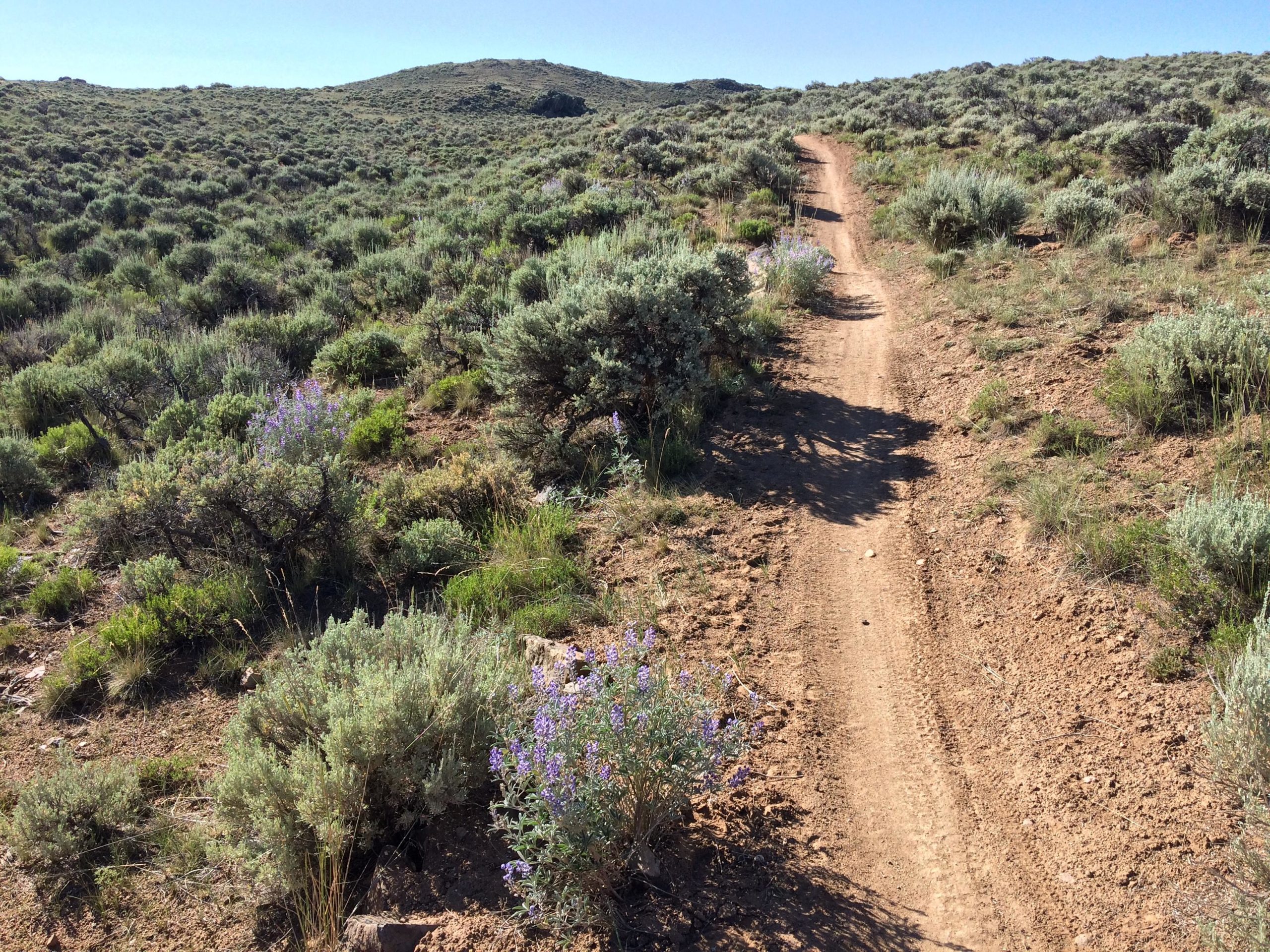 A dirt path winding through a rugged landscape, surrounded by green sagebrush and scattered purple wildflowers under a clear blue sky. The trail slopes gently upward toward distant hills. Hartman Rocks mountain bike trail.
