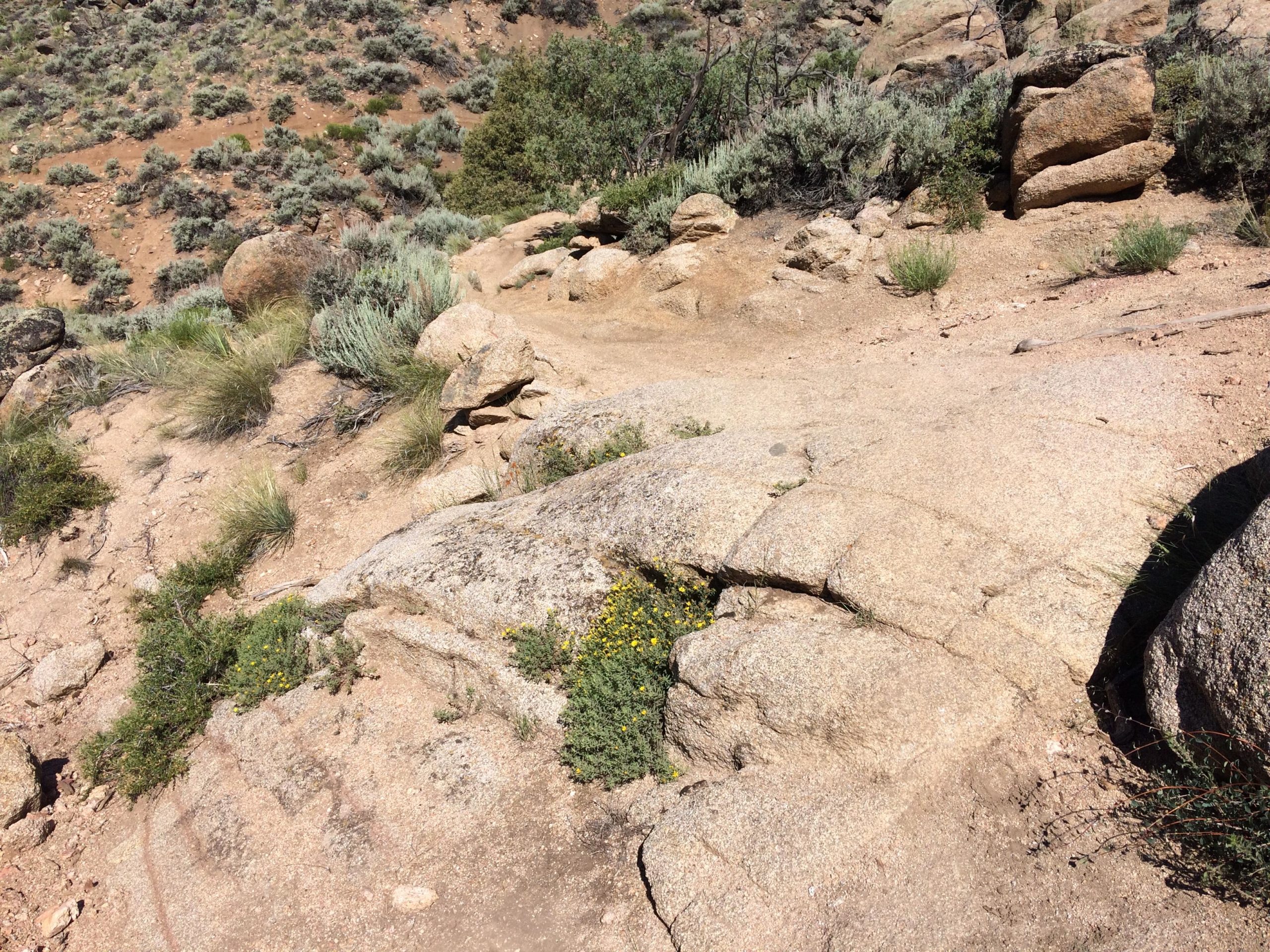 Rocky terrain featuring a mix of smooth granite surfaces and scattered vegetation, including small bushes and yellow wildflowers, with a backdrop of slopes and shrub-covered hills. Hartman Rocks mountain bike trail.