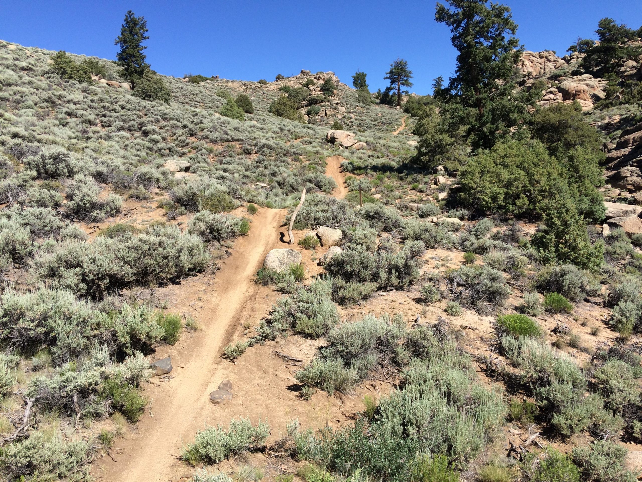 A scenic pathway winding through a rugged, green hillside, surrounded by low shrubs and rocky terrain under a clear blue sky. The trail, composed of packed dirt, leads up the slope and is flanked by patches of sagebrush, boulders, and scattered trees. Hartman Rocks mountain bike trail.