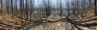 A panoramic view of a wooded area in early spring, featuring a fallen tree covered in leaves. In the background, a person in a red jacket stands near the tree, with light filtering through the trees and shadows extending across the ground. Midland City Forest mountain bike trail.