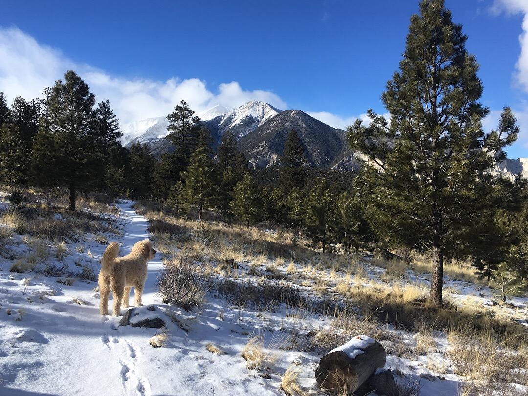 A fluffy dog standing on a snowy path in a mountainous landscape, surrounded by evergreen trees under a clear blue sky with some clouds. Colorado Trail: Mt. Shavano thd to Chalk Creek thd mountain bike trail.