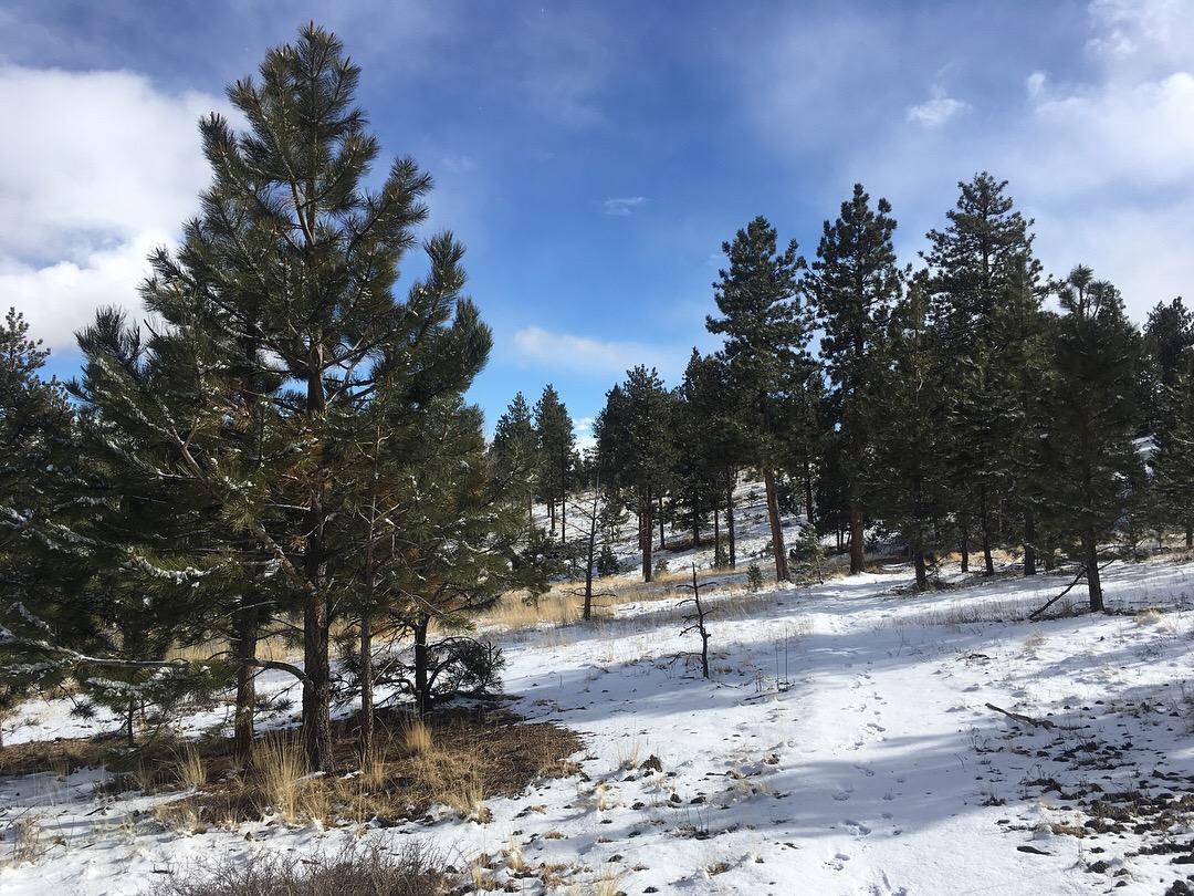 A scenic view of a snowy forest landscape featuring tall pine trees against a backdrop of blue skies with scattered clouds. The ground is partially covered in snow, with patches of dry grass and earthy terrain visible. The serene atmosphere suggests a tranquil winter environment. Colorado Trail: Mt. Shavano thd to Chalk Creek thd mountain bike trail.