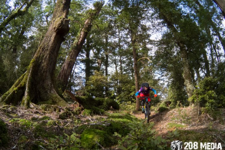 A mountain biker navigating a rugged trail surrounded by lush green trees and mossy ground in a forest setting. The biker is wearing a colorful helmet and gear, showcasing a dynamic riding posture as they maneuver through the natural landscape.