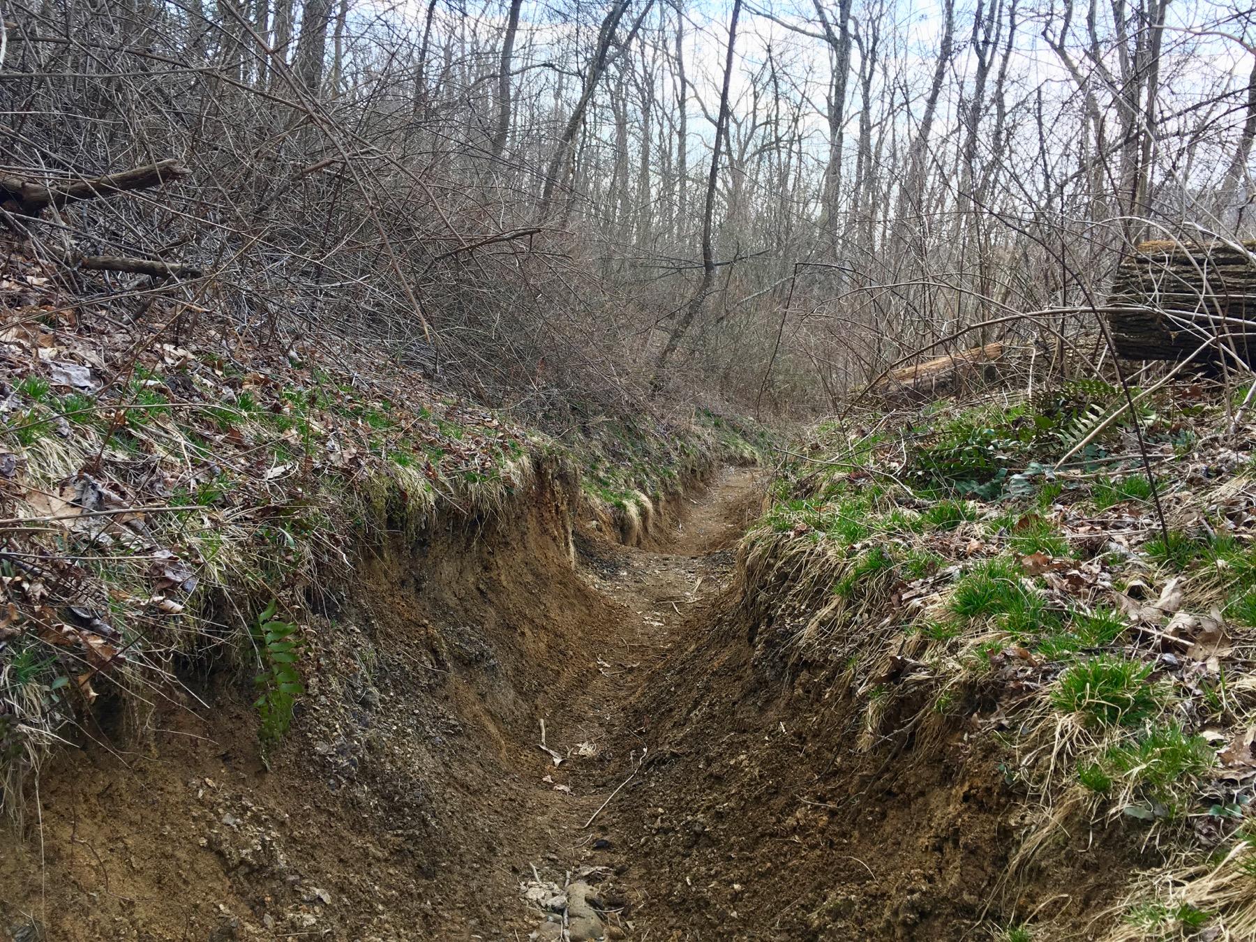 A narrow, uneven trail cuts through a dense forest, flanked by bare trees and scattered underbrush. The ground shows signs of erosion, with exposed soil and patches of grass emerging along the sides. Leaves cover parts of the trail, indicative of the changing seasons. The overcast sky adds a muted light to the scene, emphasizing the natural textures of the landscape. Avery Creek / 327 mountain bike trail.