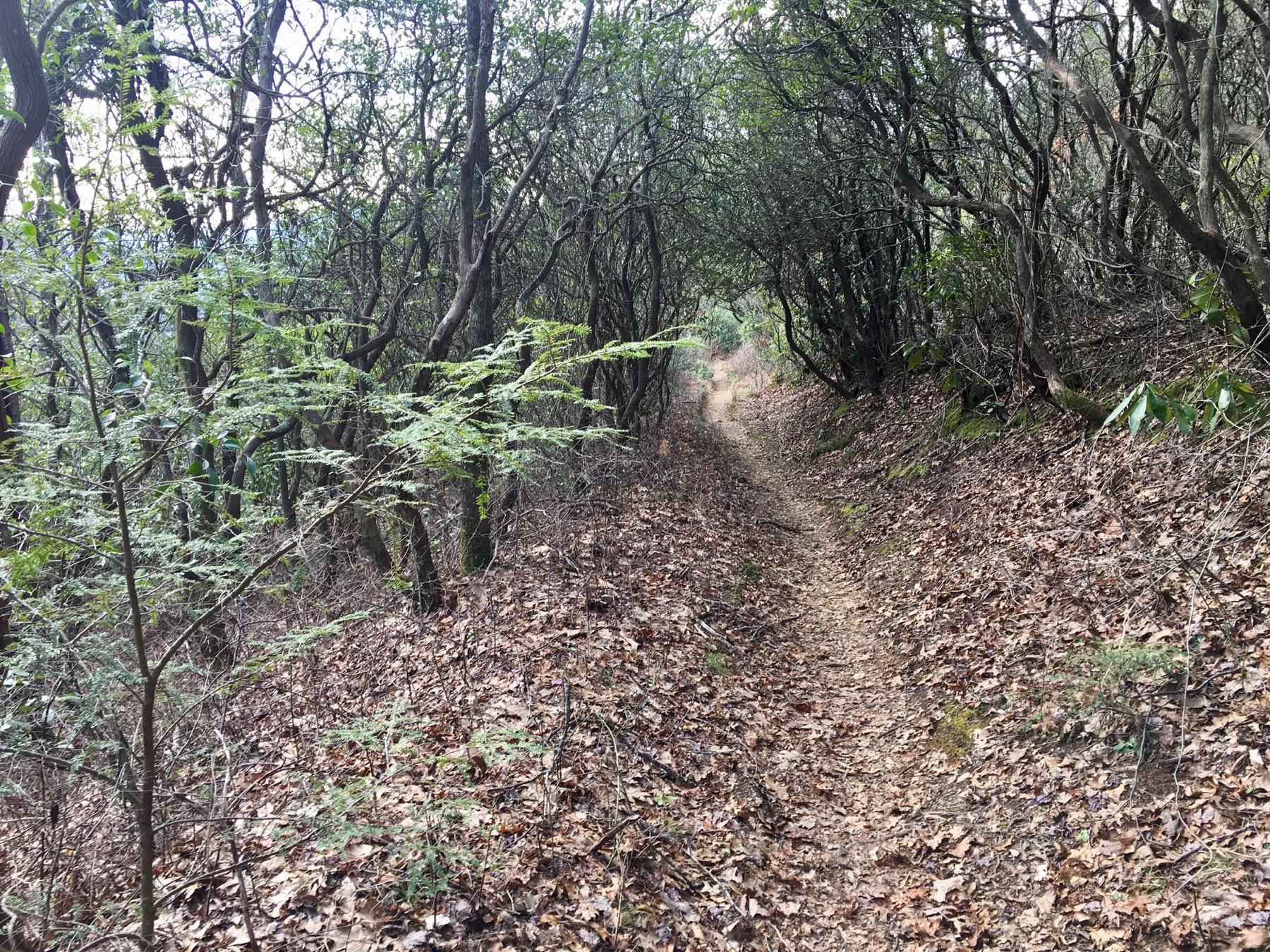 A narrow dirt trail winding through a dense forest, surrounded by trees and ferns. The ground is covered with fallen leaves, and the pathway is bordered by shrubs and small plants, creating a natural, tranquil atmosphere. Avery Creek / 327 mountain bike trail.