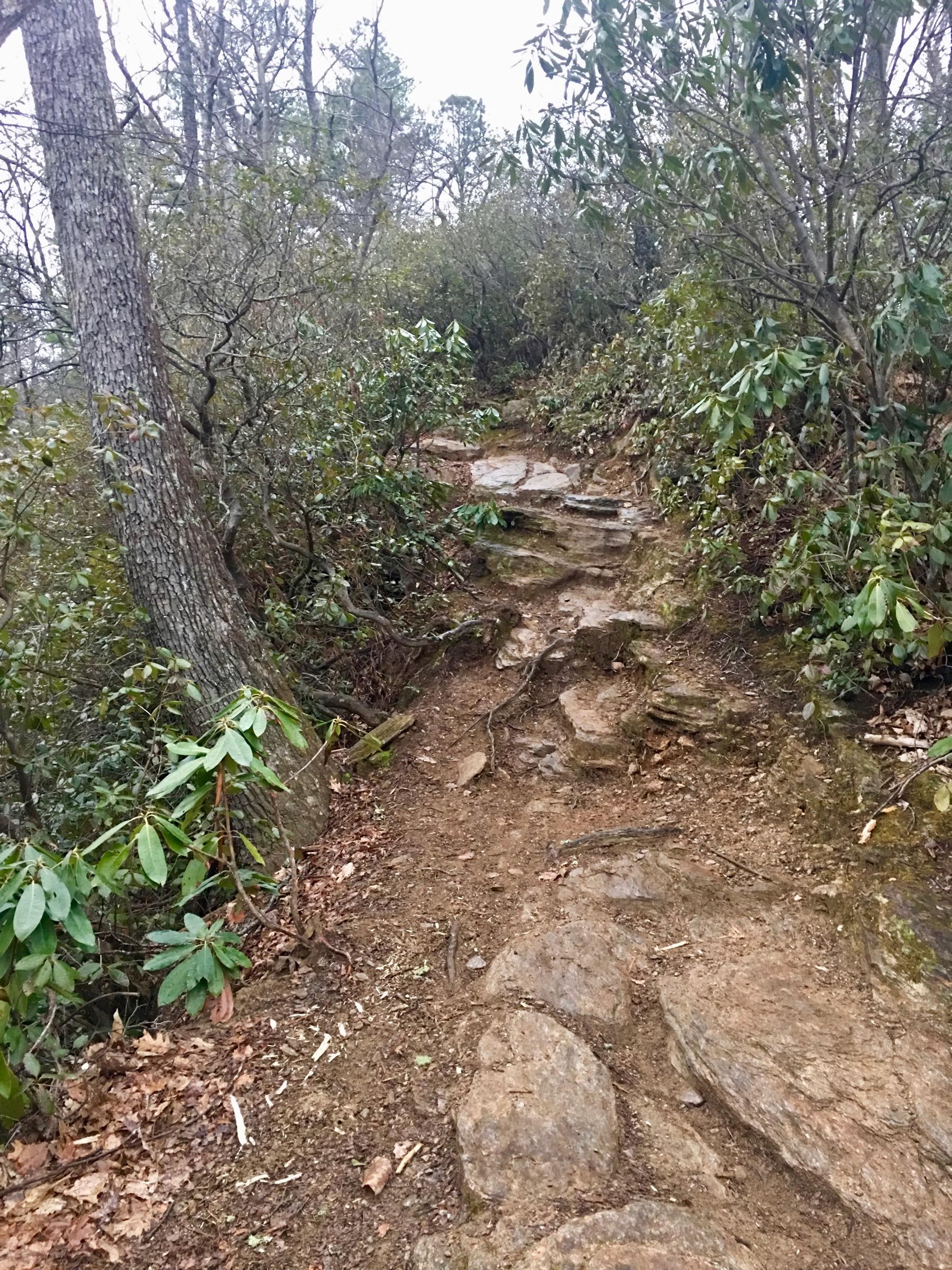 A narrow, rocky hiking trail winding through dense, green foliage and trees, set on a foggy day. The path is lined with uneven stones and surrounded by bushes, creating a natural, rugged atmosphere. Bennett Gap / 138 mountain bike trail.