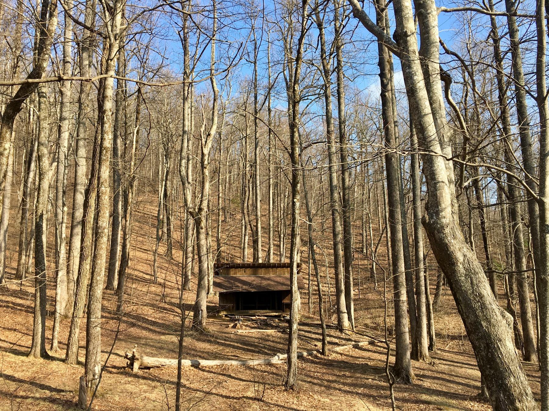 A secluded wooden cabin hidden among tall, bare trees on a gentle hillside, with a clear blue sky in the background. The forest floor is covered in brown leaves, indicating early spring or late autumn. Black Mountain mountain bike trail.